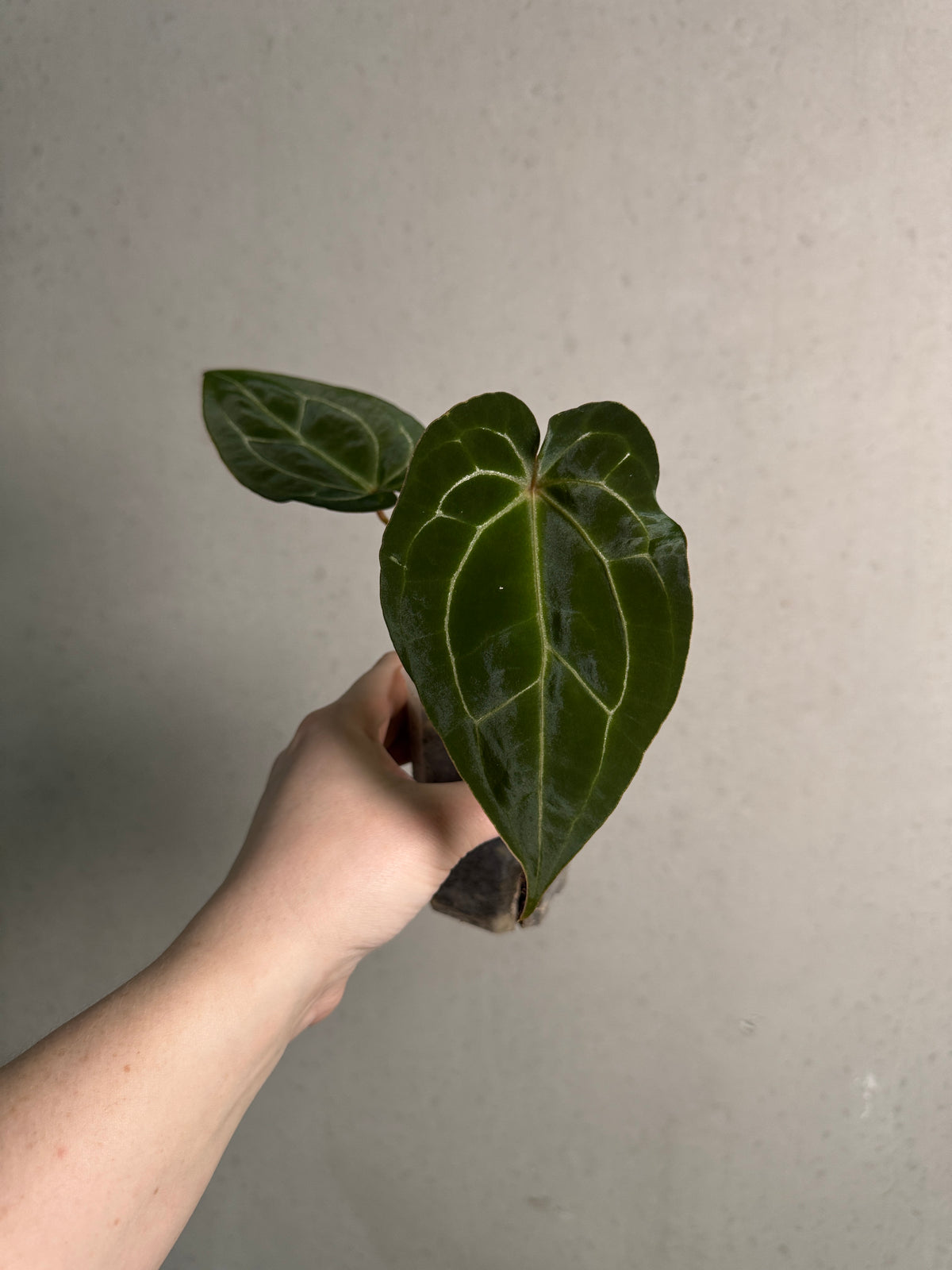 Anthurium Michelle x Forgetii plant with glossy green leaves and distinctive white spathes, from Jordy's Aroids.