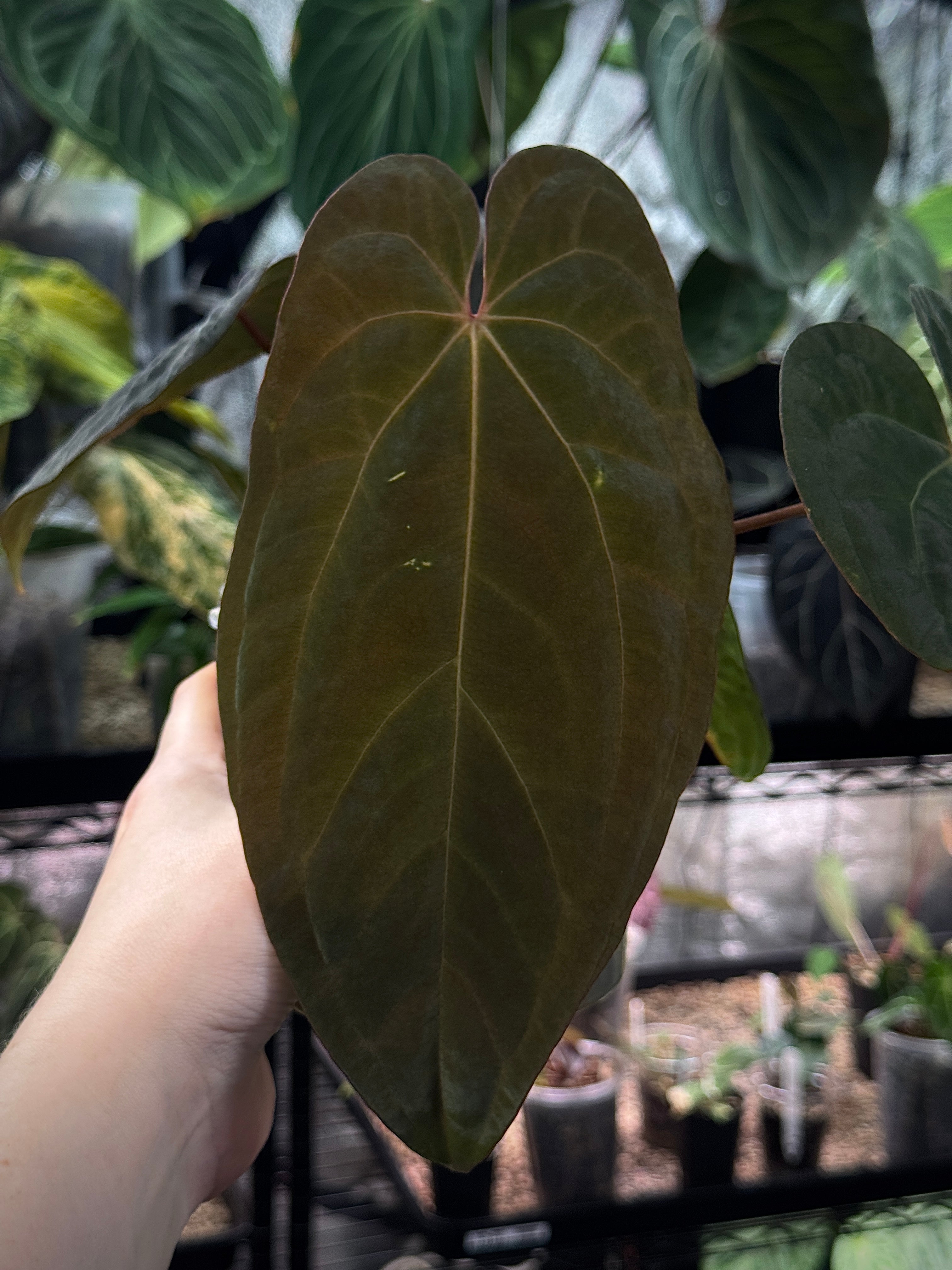 Anthurium Ace of Spades Dark Form x BVEP 'Bloodraven' - Clone