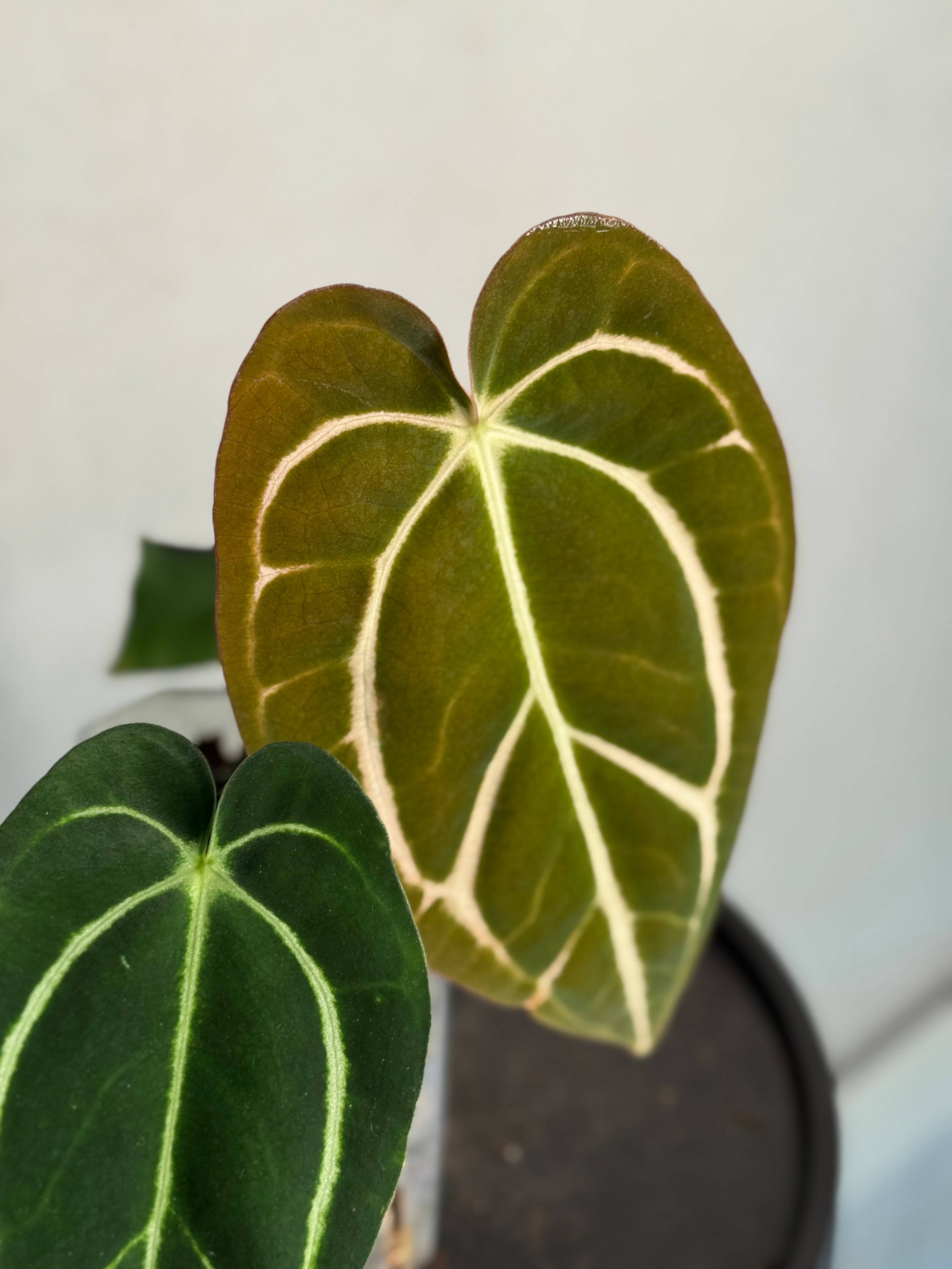 Anthurium Carlablackiae - SMUKHI