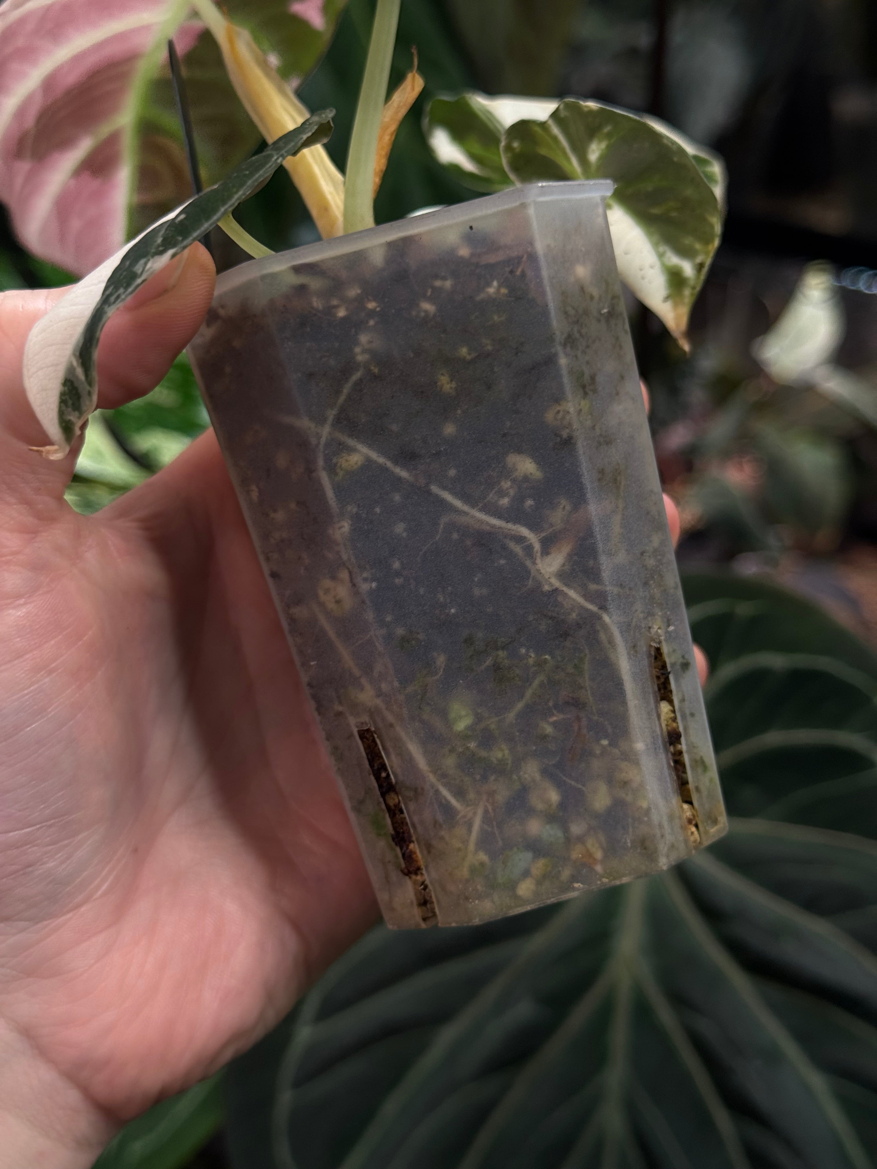 Alocasia Black Velvet Pink Variegata
