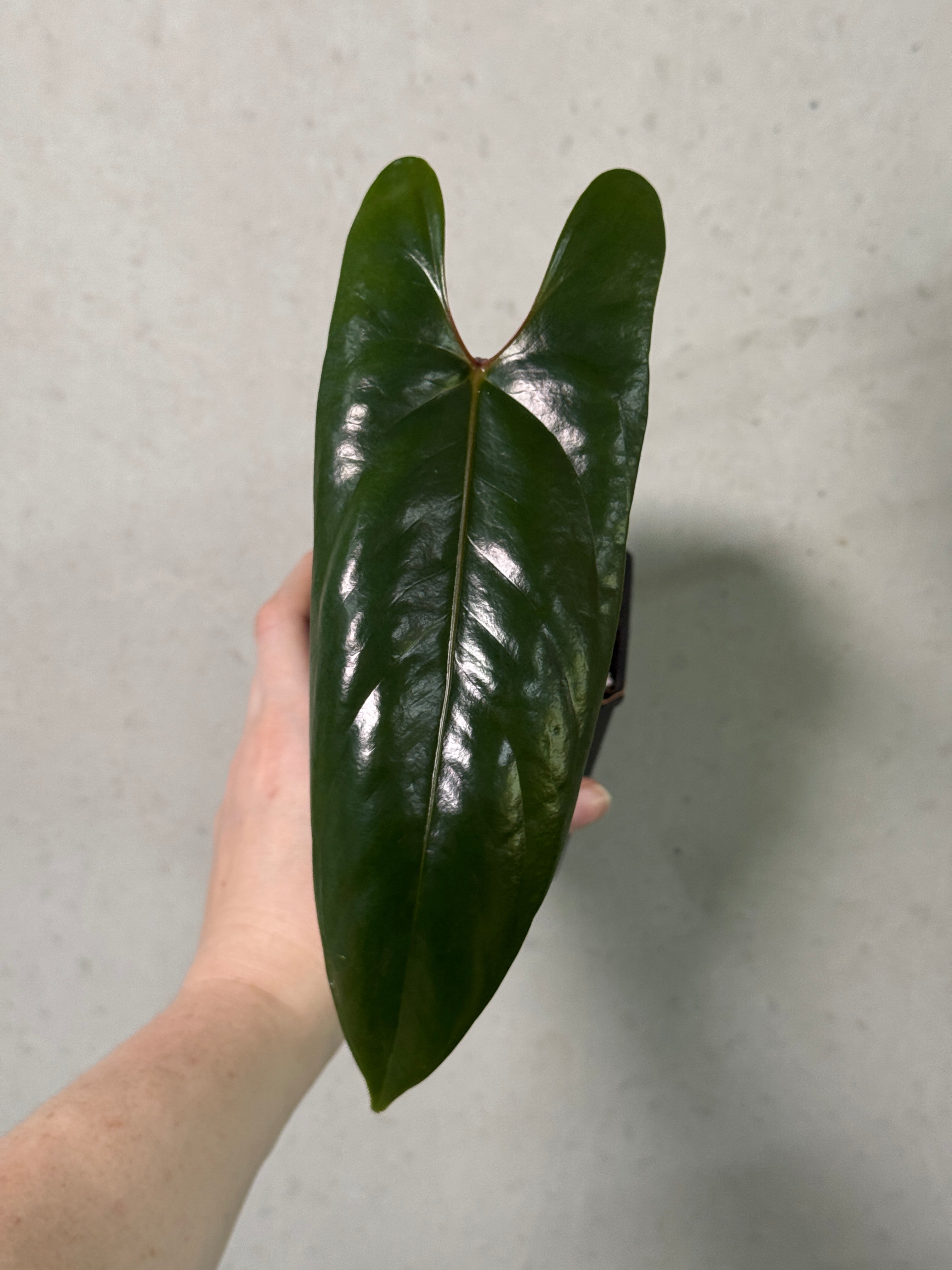 Anthurium sp. Napo clone plant with vibrant green leaves and glossy red flowers, cultivated by SMUKHI.