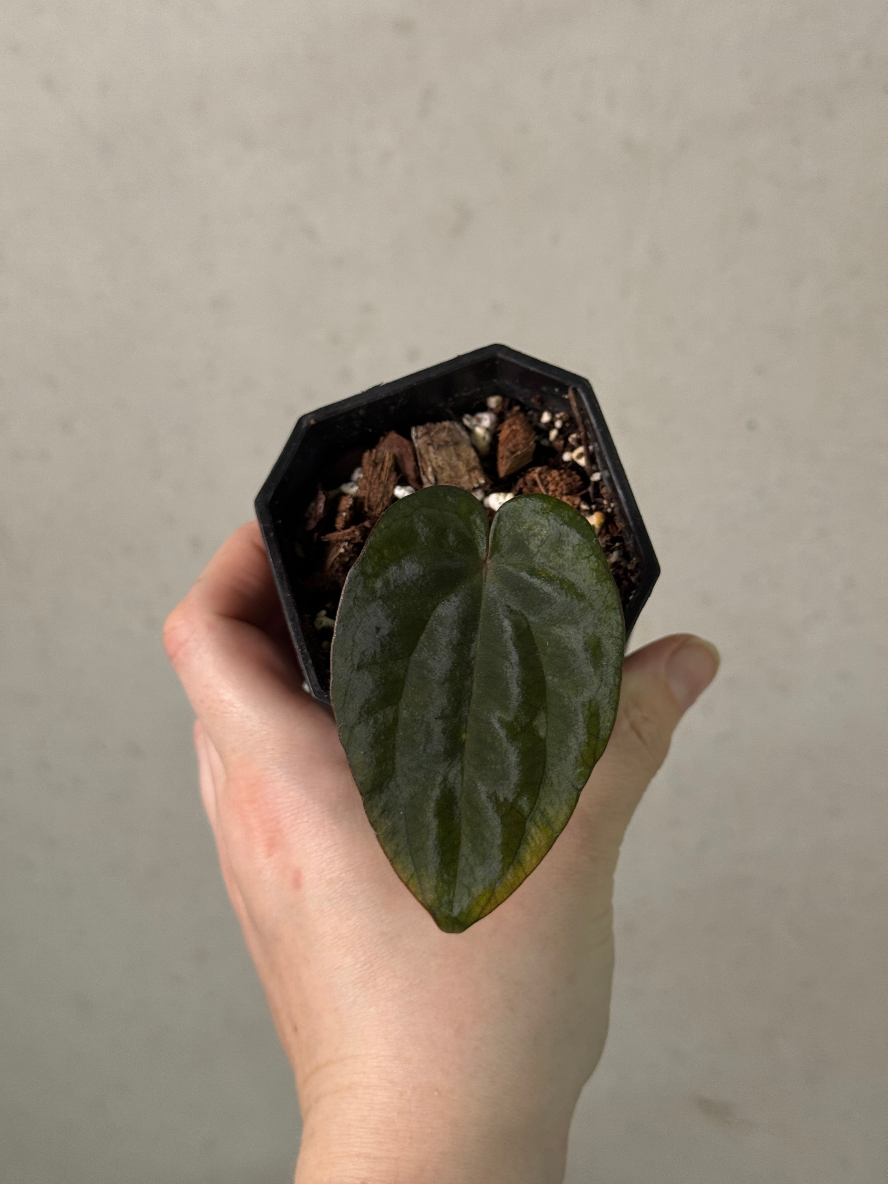 Anthurium plant with dark red and black foliage, grown by AABexotics, featuring lush leaves and vibrant colors.
