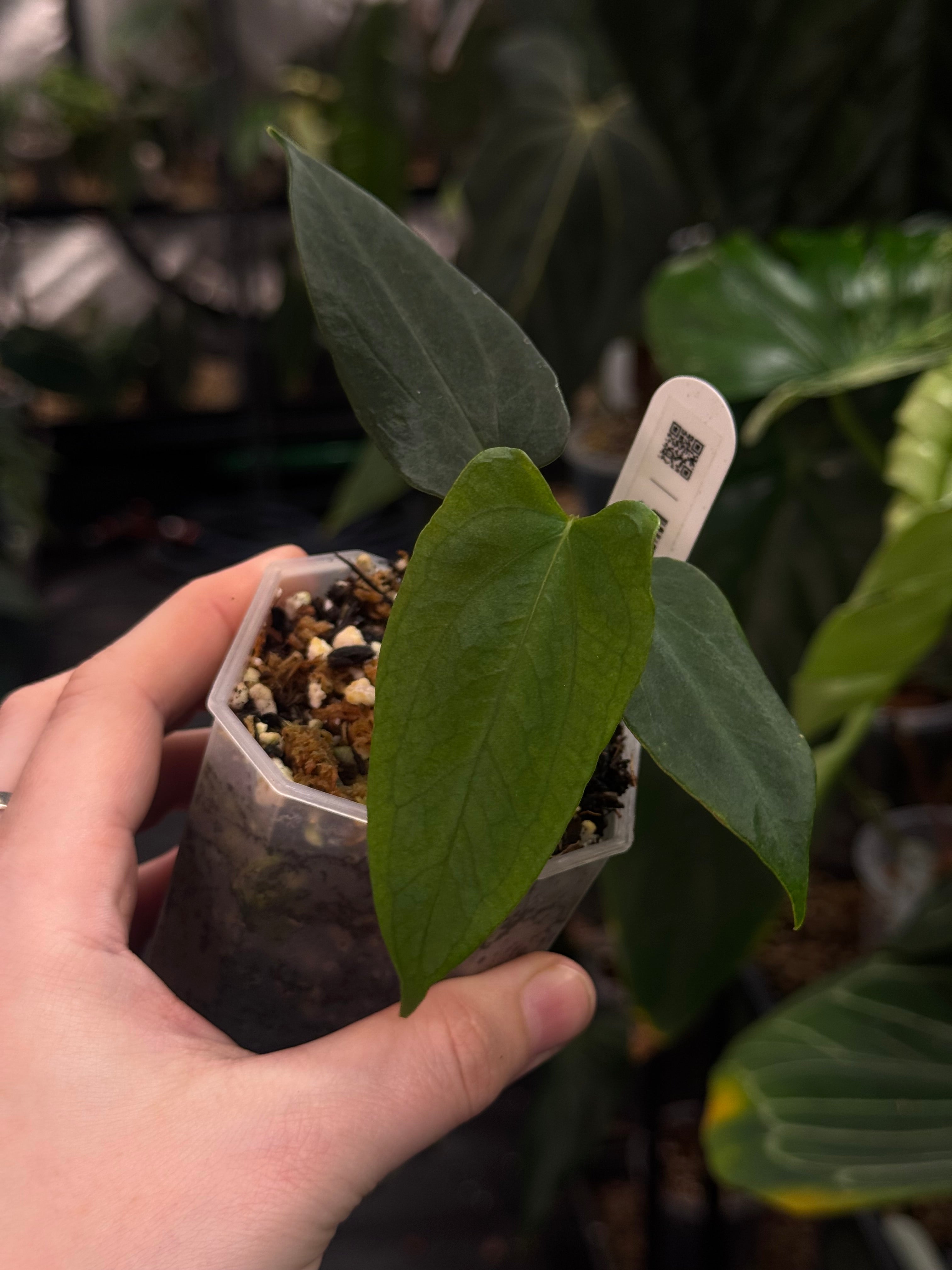 Anthurium FSxRL ‘Grim Reaper' F2 (selfed F1) - Clone