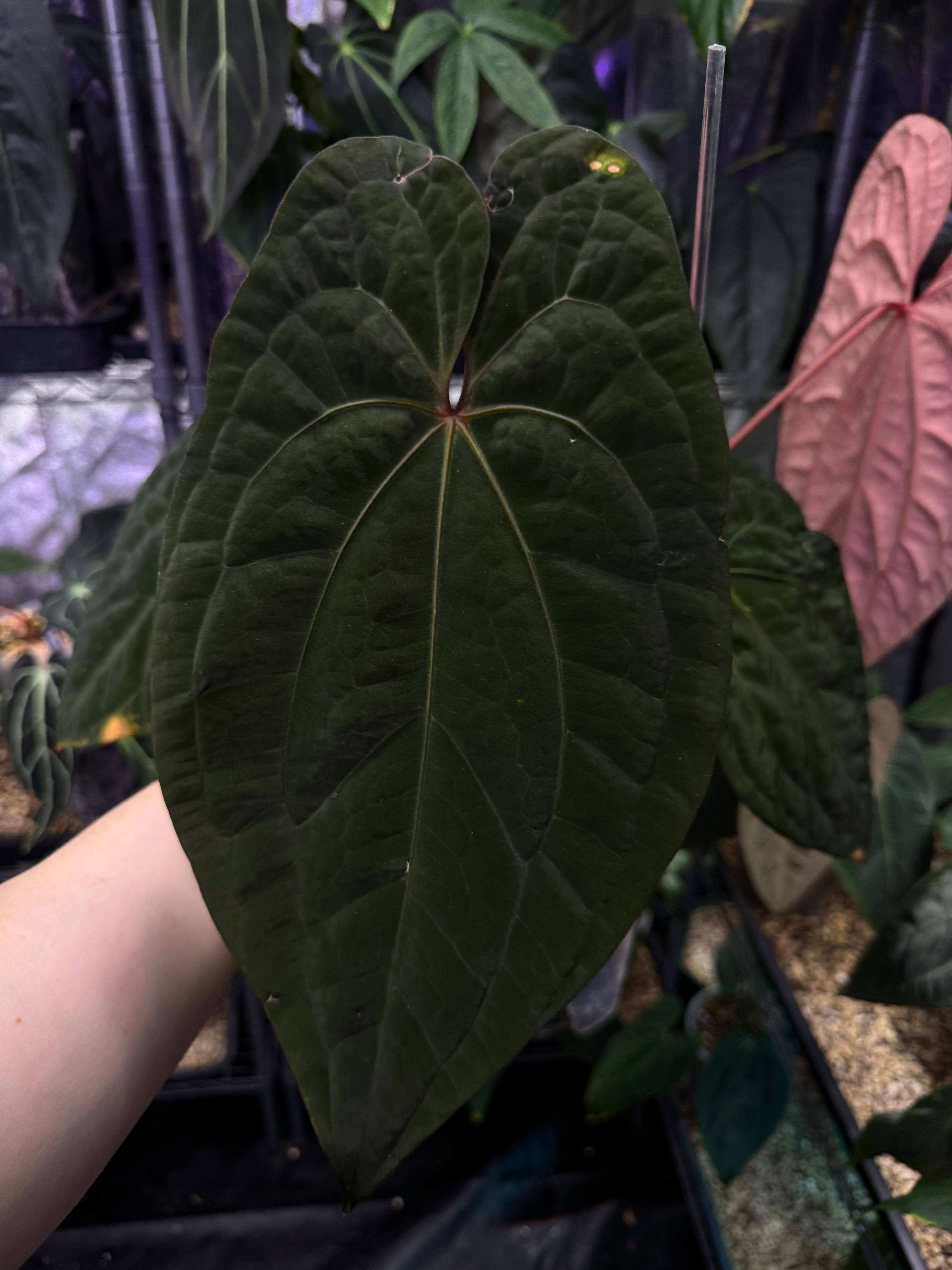 NFS: Anthurium Red Vein Dark Phoenix #2 - SMUKHI