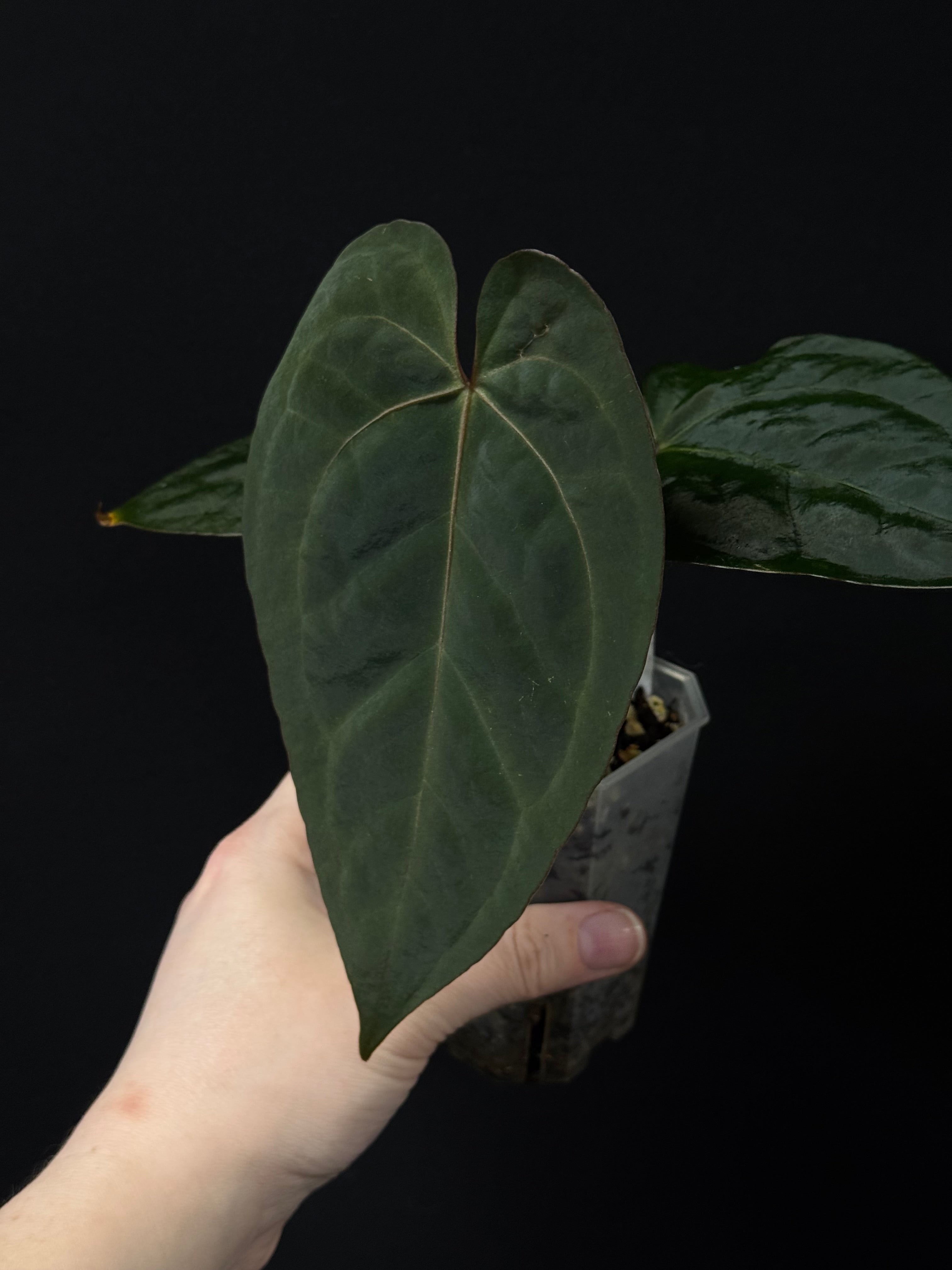 Anthurium (Zara x Michelle) x RVDP