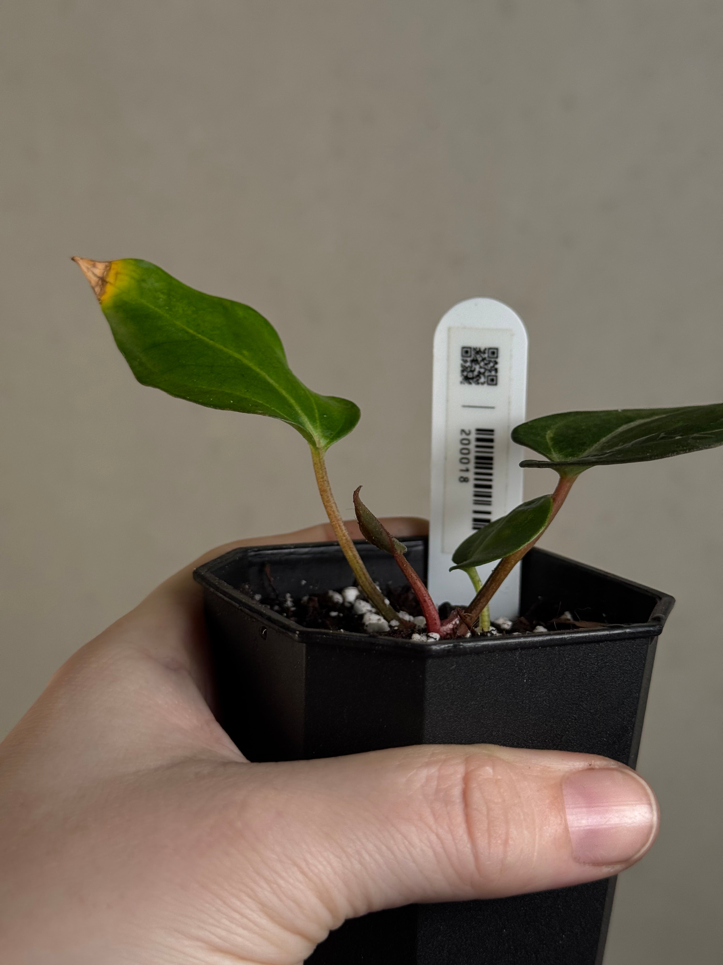 Anthurium Carlablackiae PM2 x PM1 - Pre-order