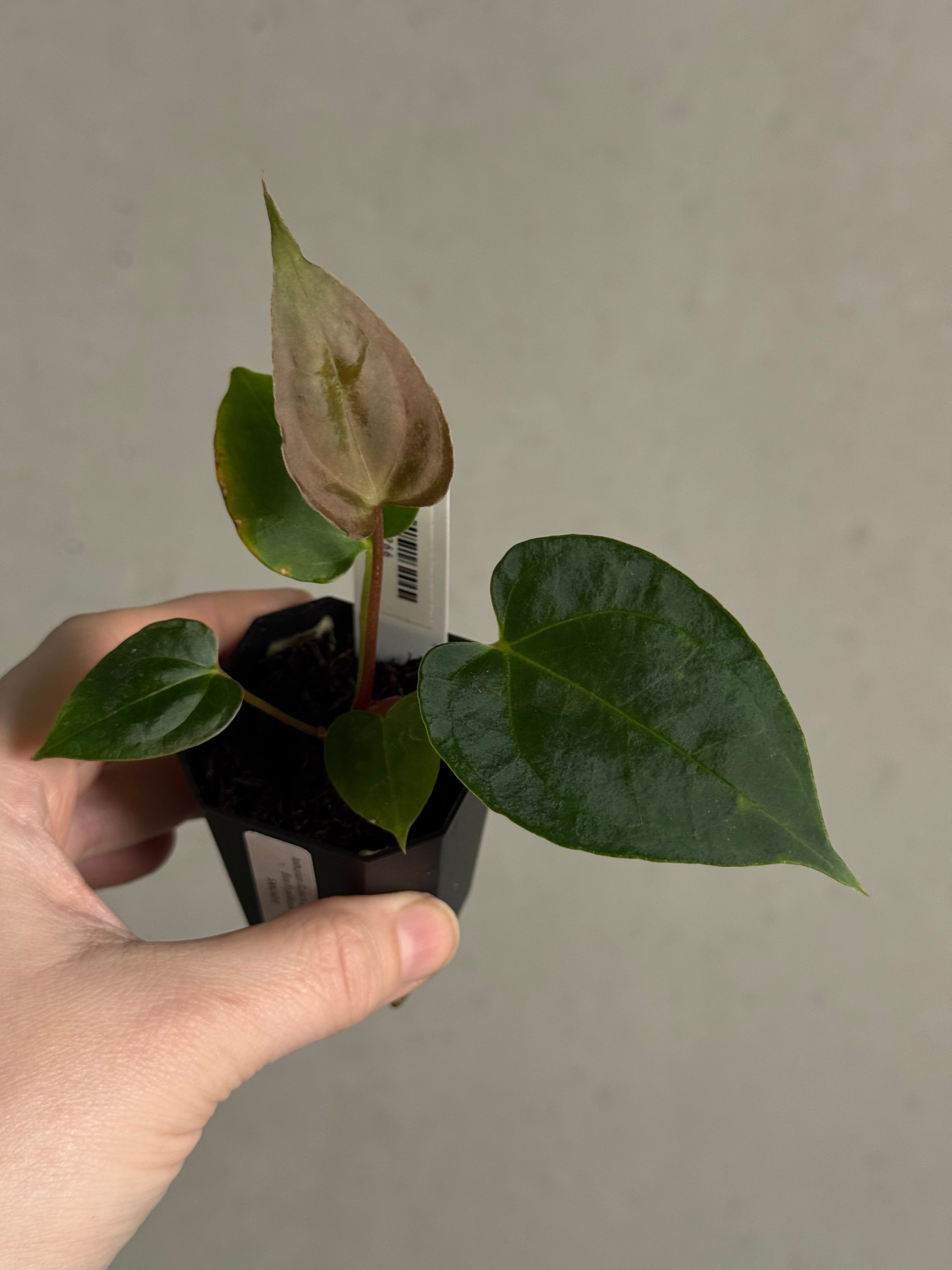 Anthurium (Goliath x Dark Phoenix) x Blue Papillilaminum - SMUKHI