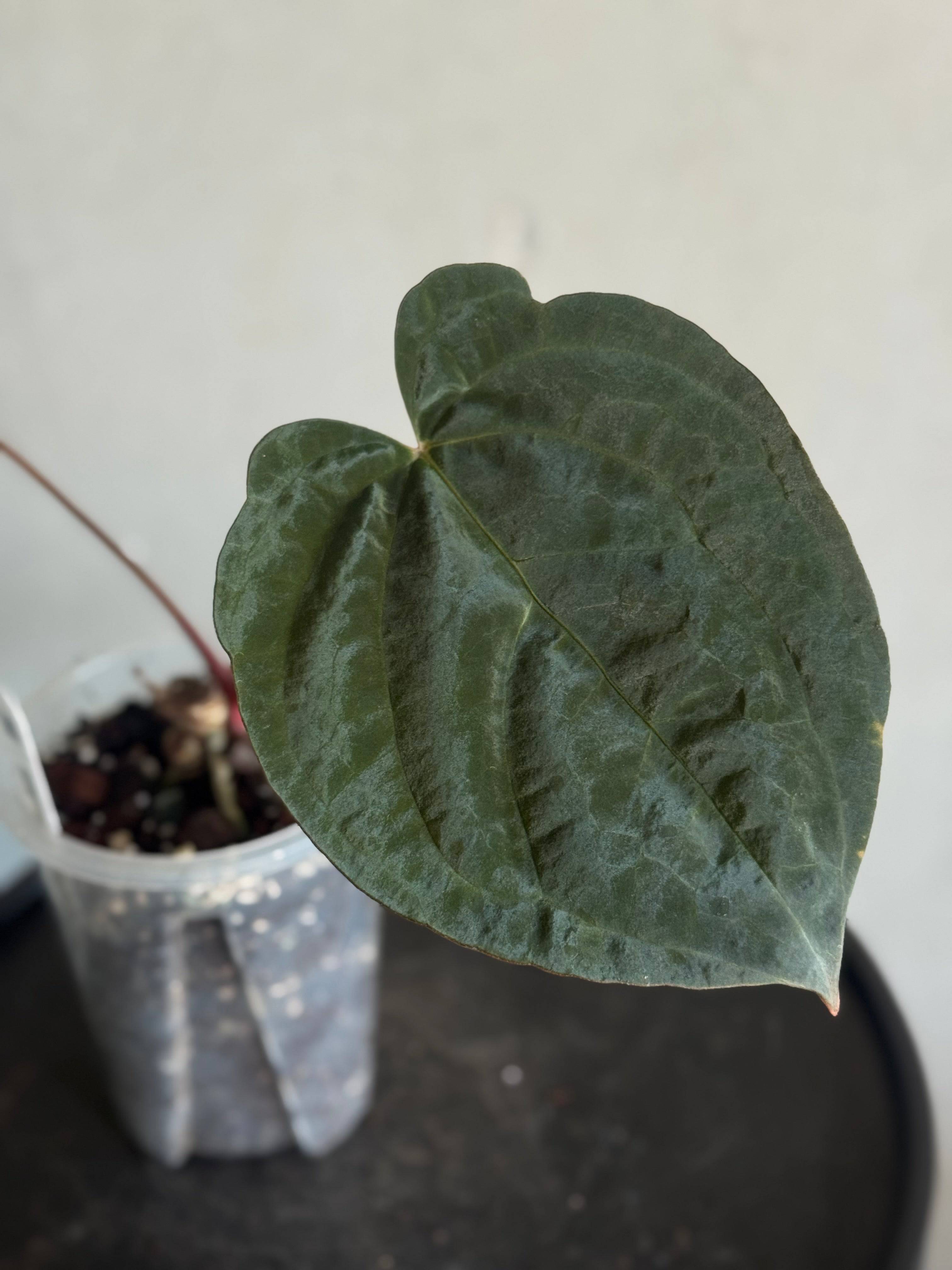 Anthurium Goliath x Dark Phoenix - Clone - SMUKHI