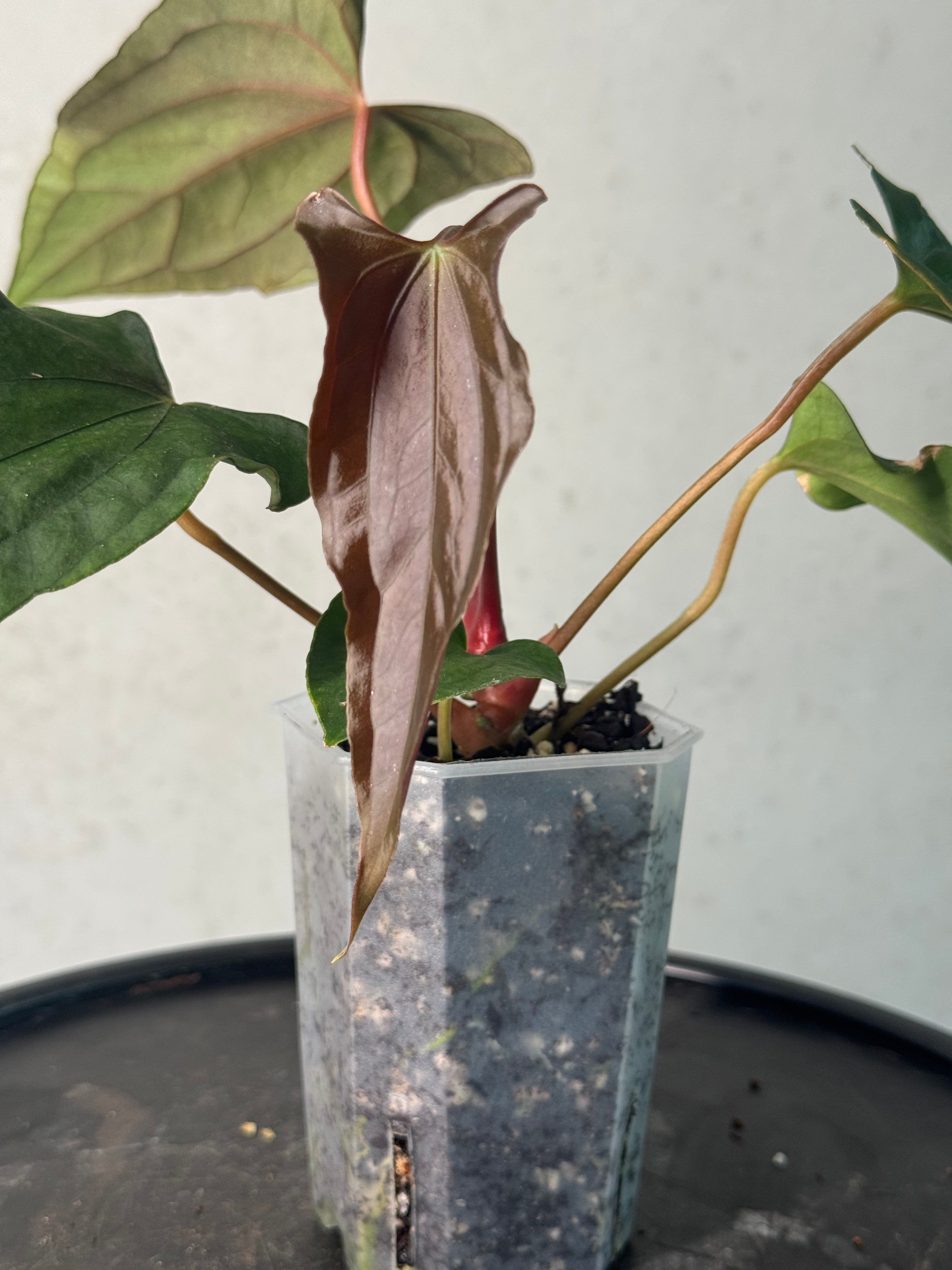 NFS: Anthurium (Ralph Lynam x Fort Sherman) x Ralph Lynam S1