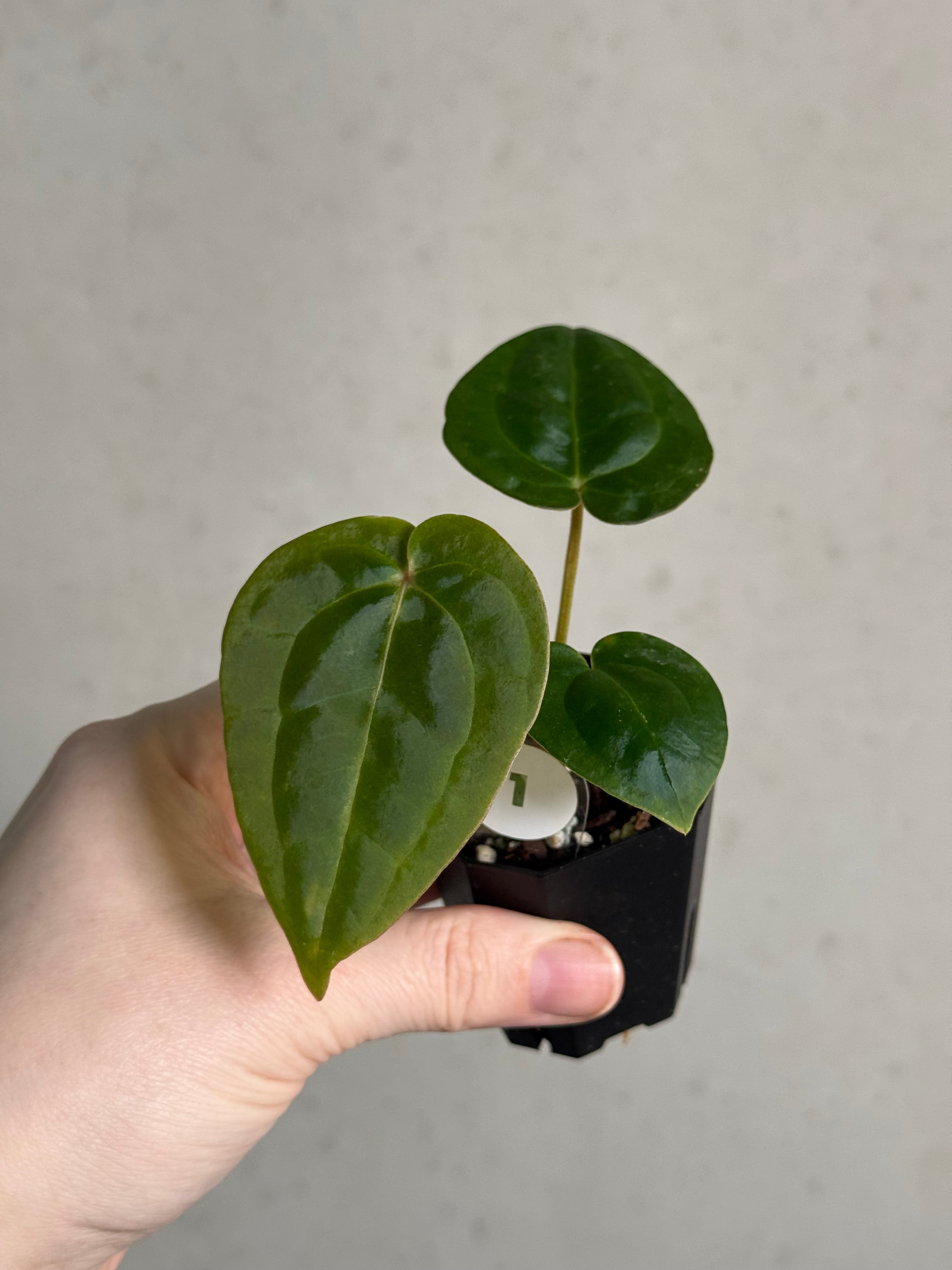Anthurium Michelle x Papillilaminum ‘Guna Yala’ - SMUKHI