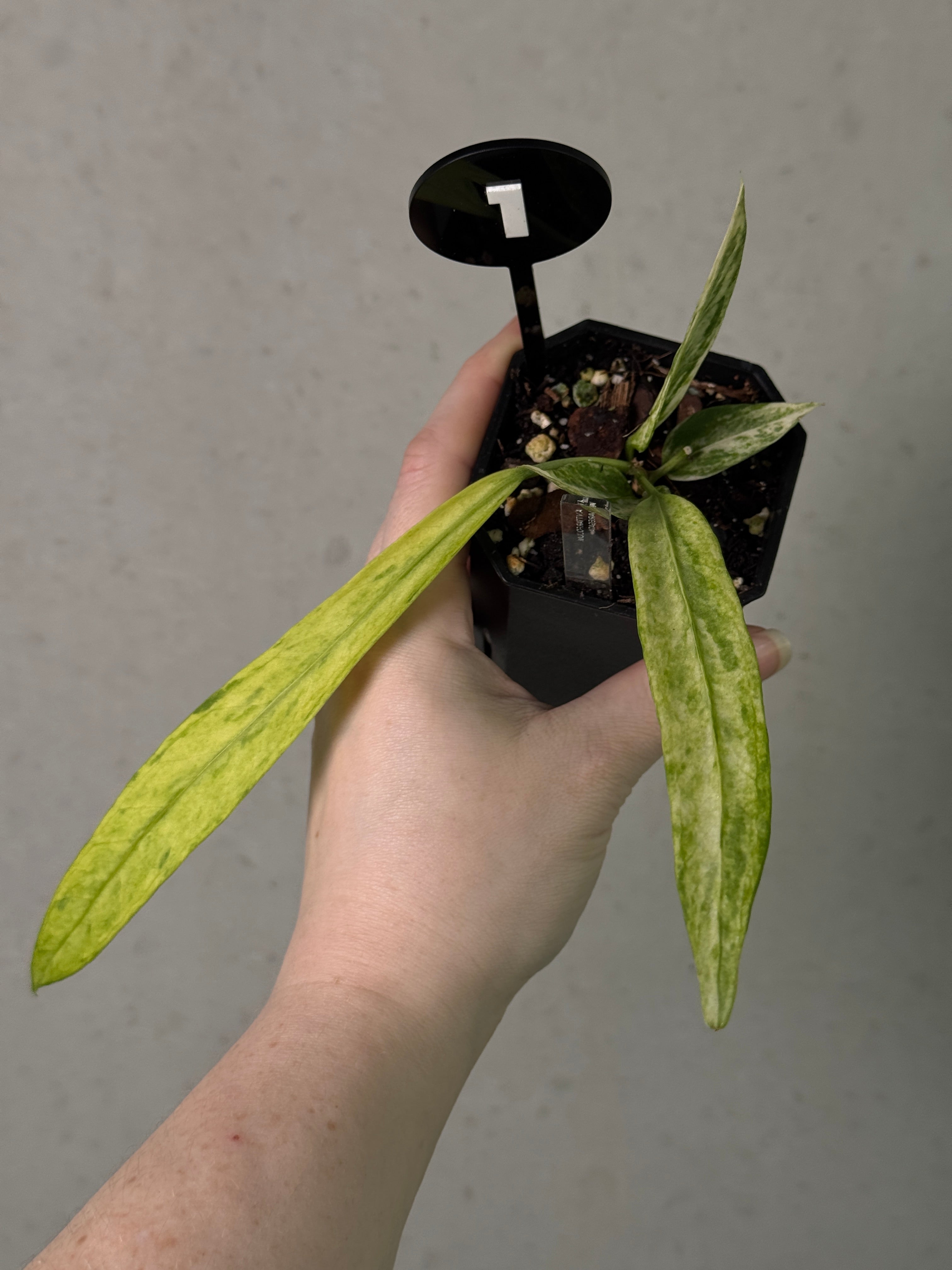 Anthurium Vittarifolium Variegata