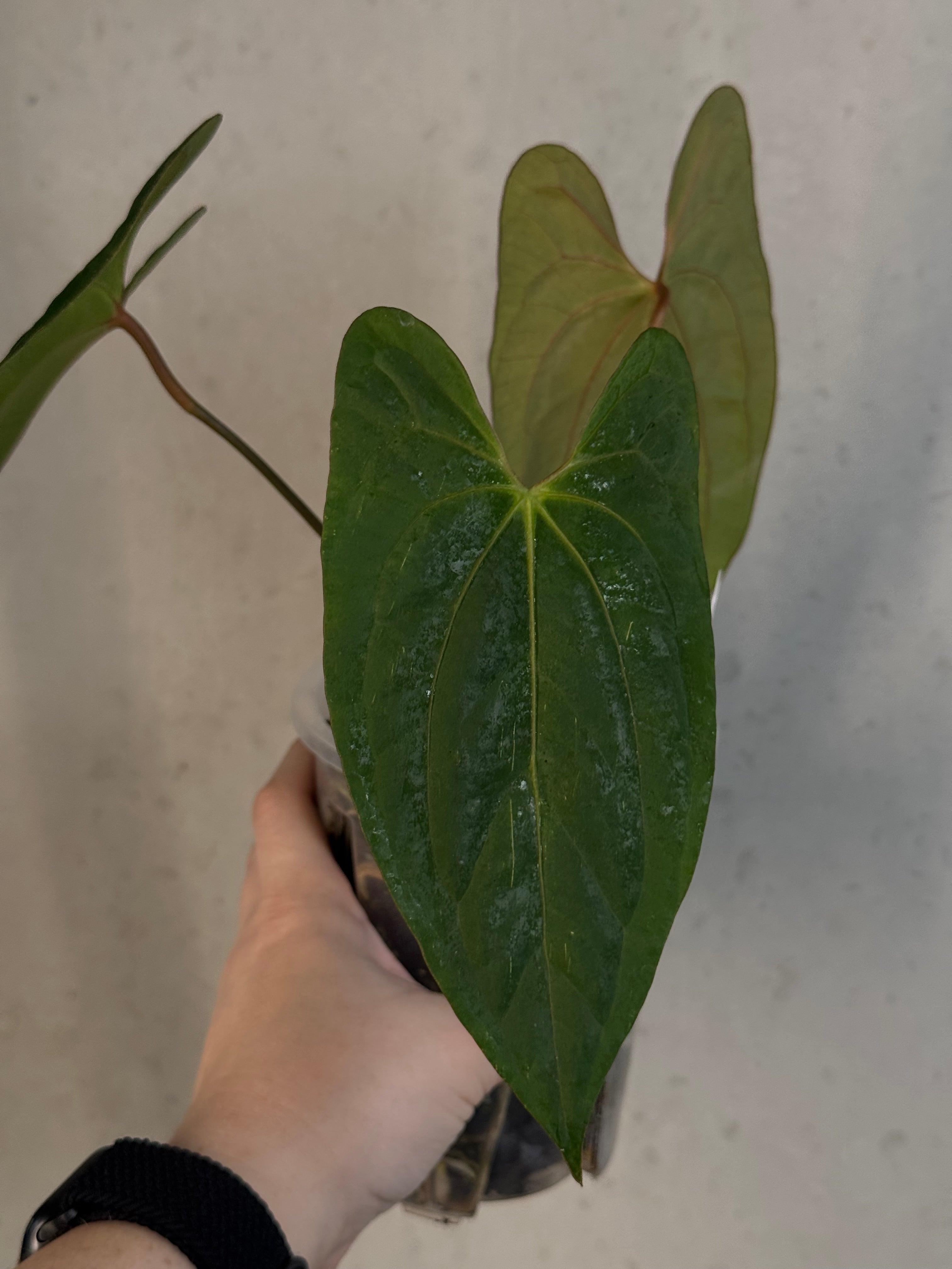 Anthurium ‘Lost Tag’