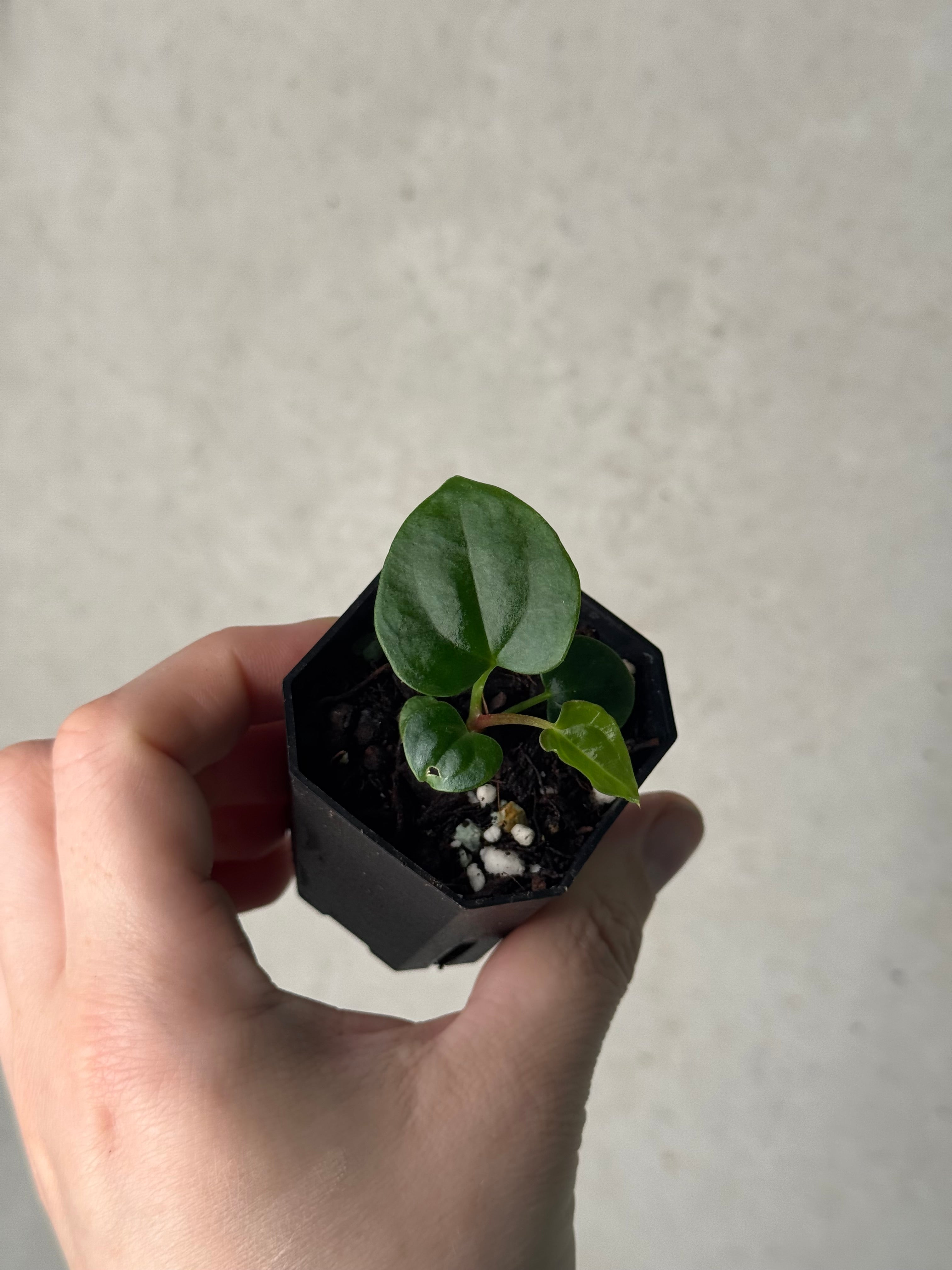 Anthurium BVEP ('Oliver' x self) x ('Round' x 'Felix')
