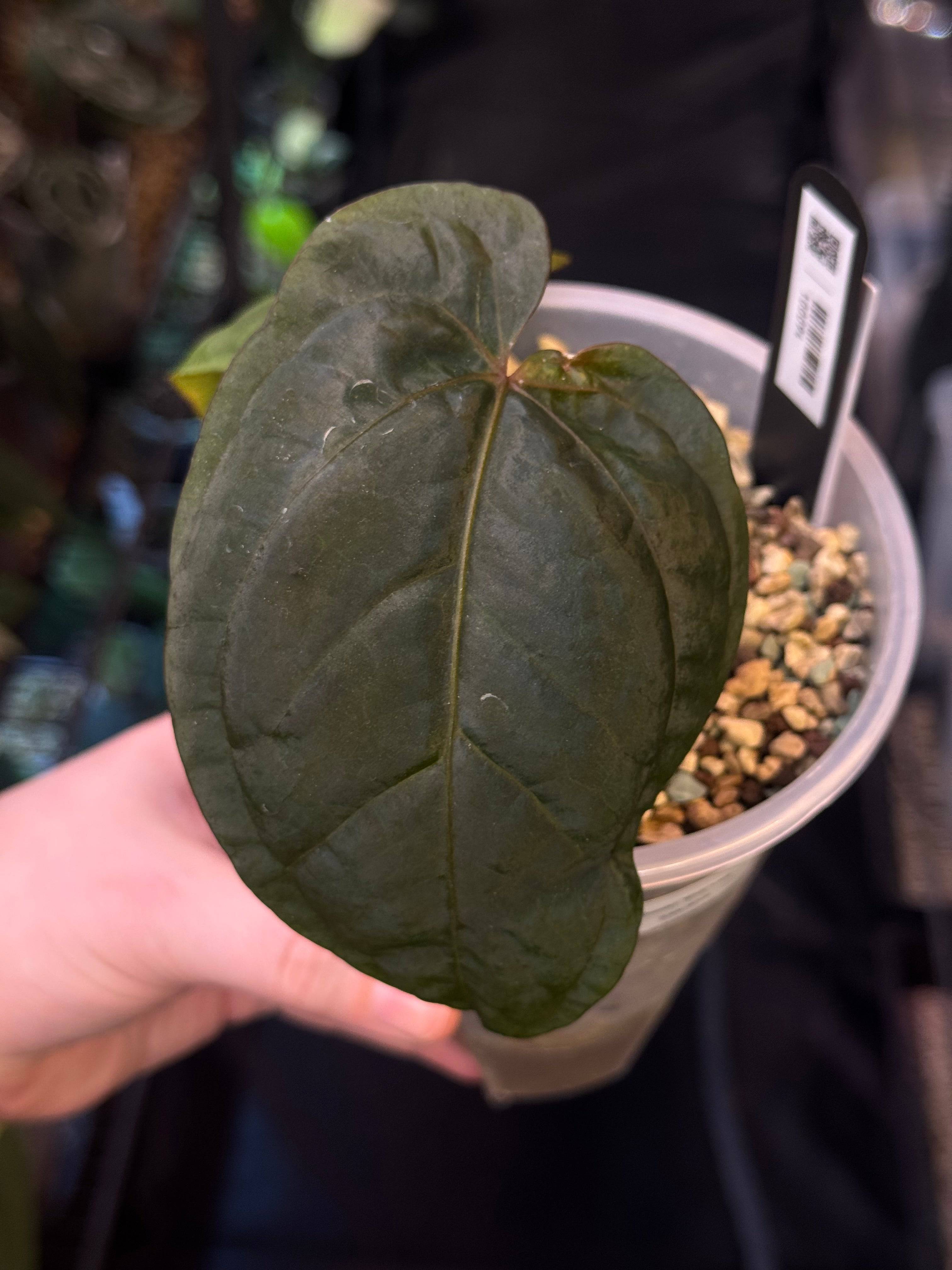 NFS: Anthurium Dressleri 'Windy' x self - SMUKHI