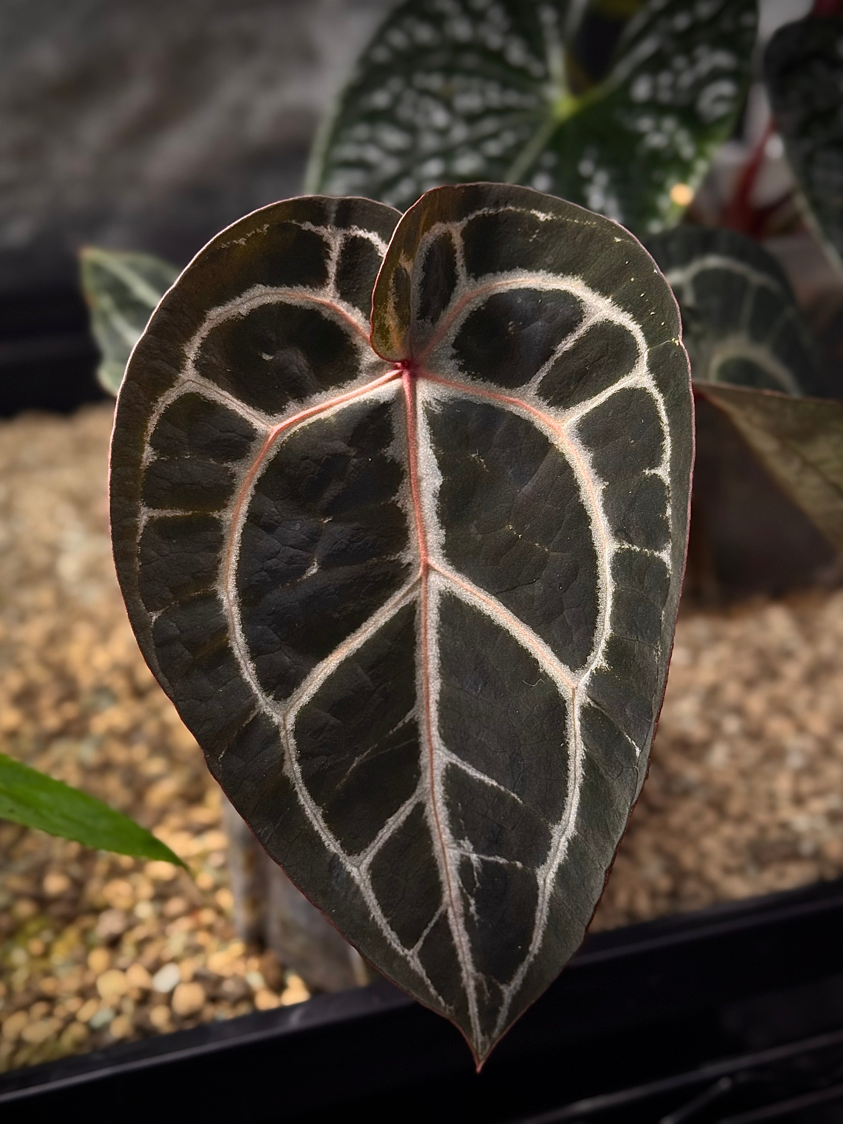 NFS: Anthurium Minerva '20' x Michelle '10' - SMUKHI