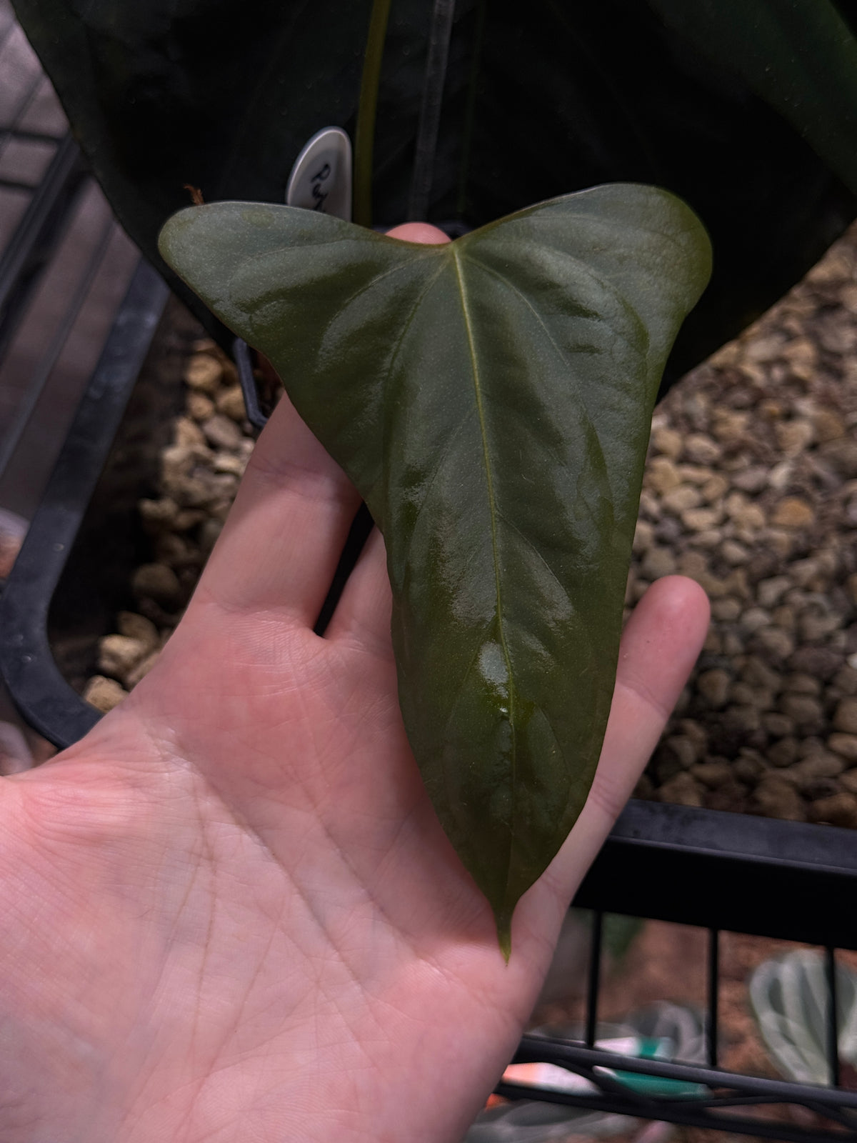 Indoor NFS Anthurium Indo Portillae plant from Private Collection with lush green leaves and vibrant red flowers.