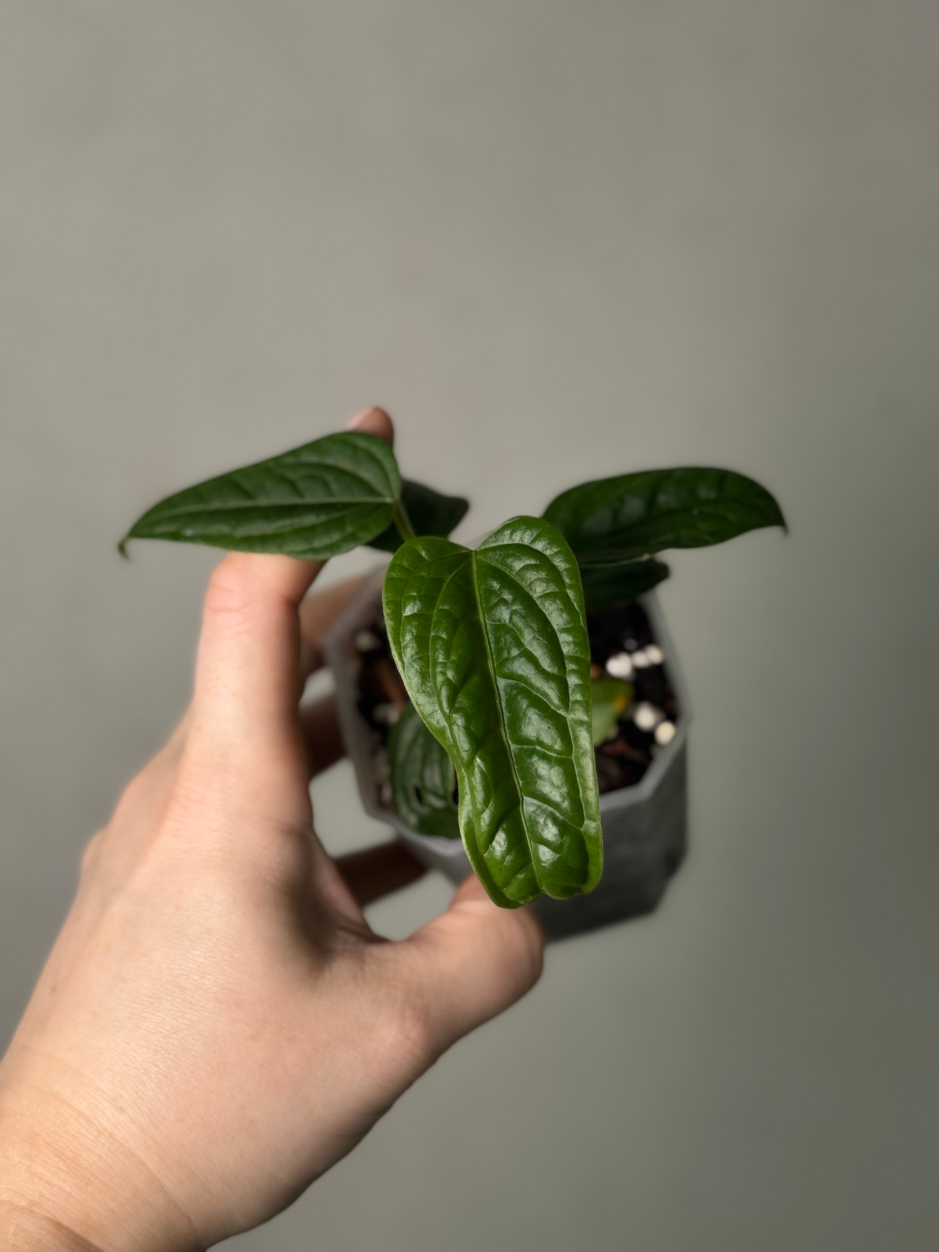 Anthurium Lappoanum S1