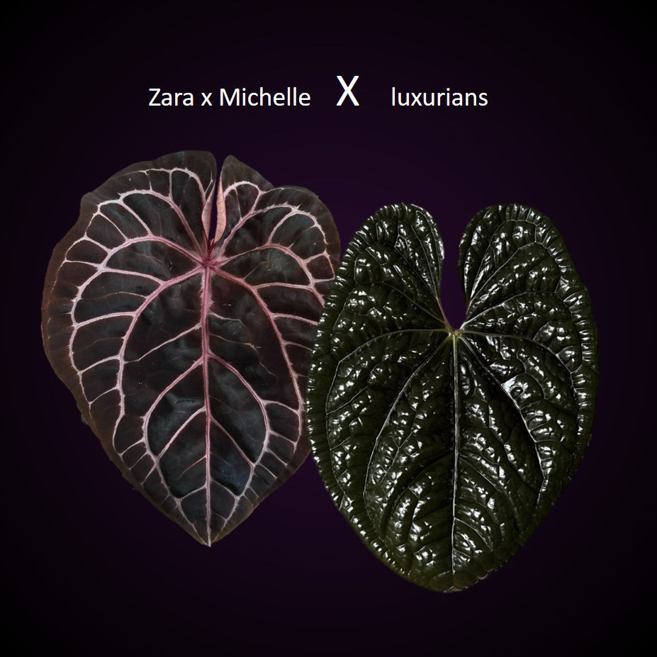 Anthurium (Zara x Michelle) x Luxurians plant from Crystallinum & Co, featuring lush green leaves and vibrant spathes.