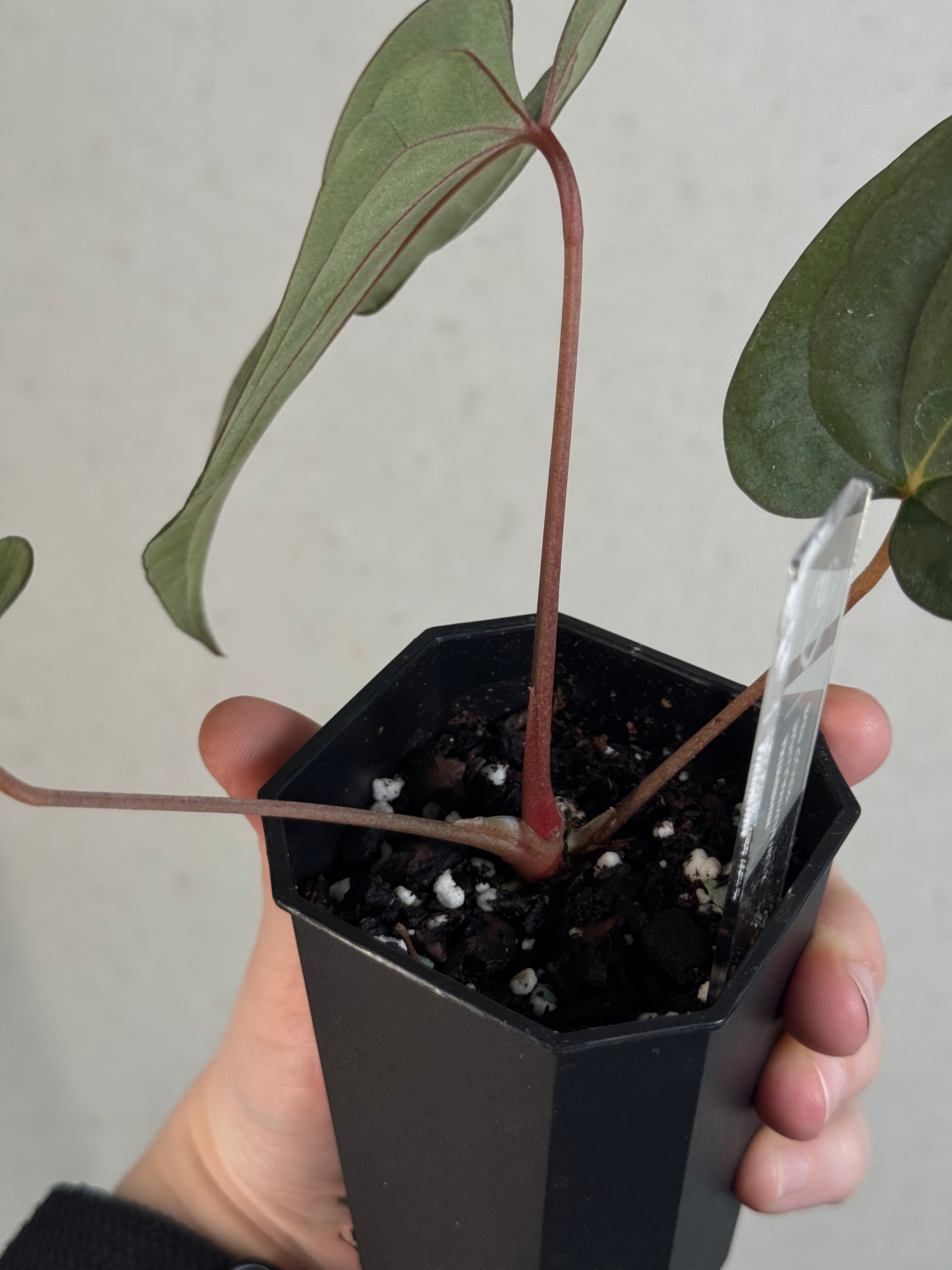 Anthurium Papillilaminum ‘WU1’ x Antolakii / BVEP 'Oliver' - Clone