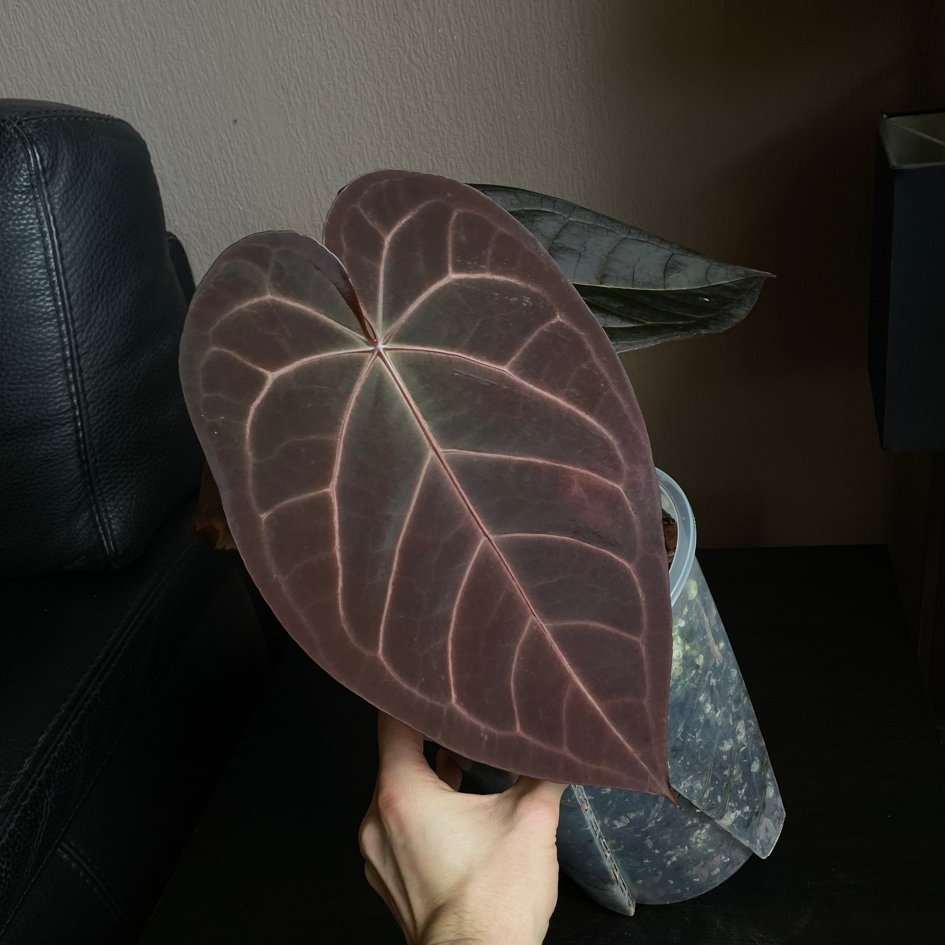 Anthurium - Various plants