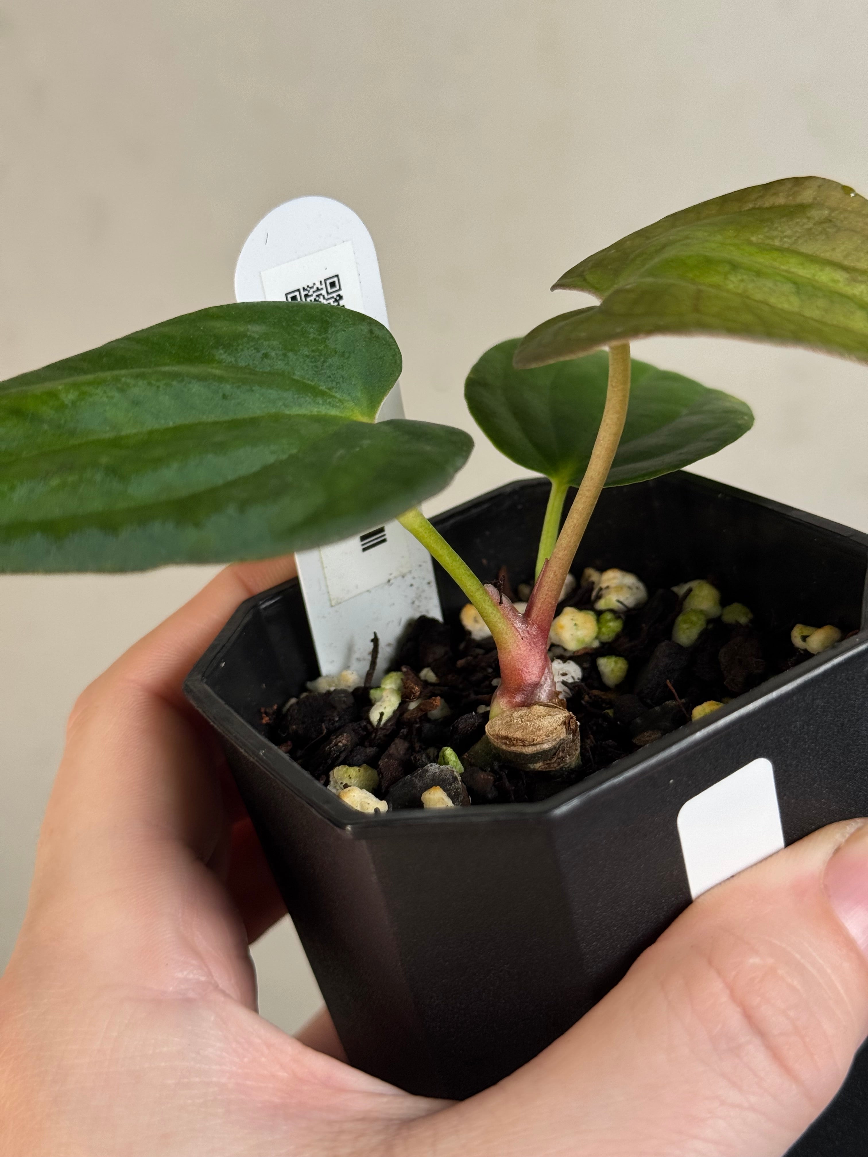 Anthurium sp. Nov DF x BVEP RA1 - Clone