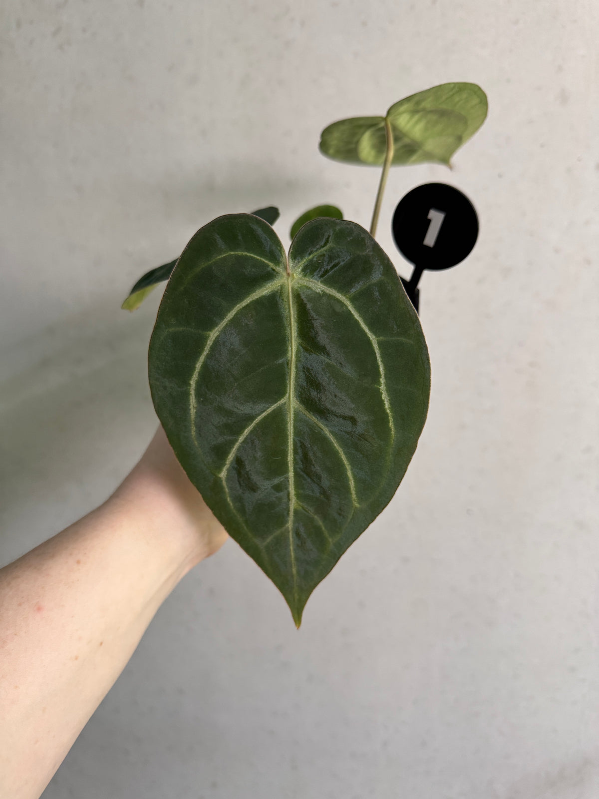 Anthurium NSE Bench Katie and GPH plants from Granthuriums, featuring lush green foliage and vibrant, glossy leaves.