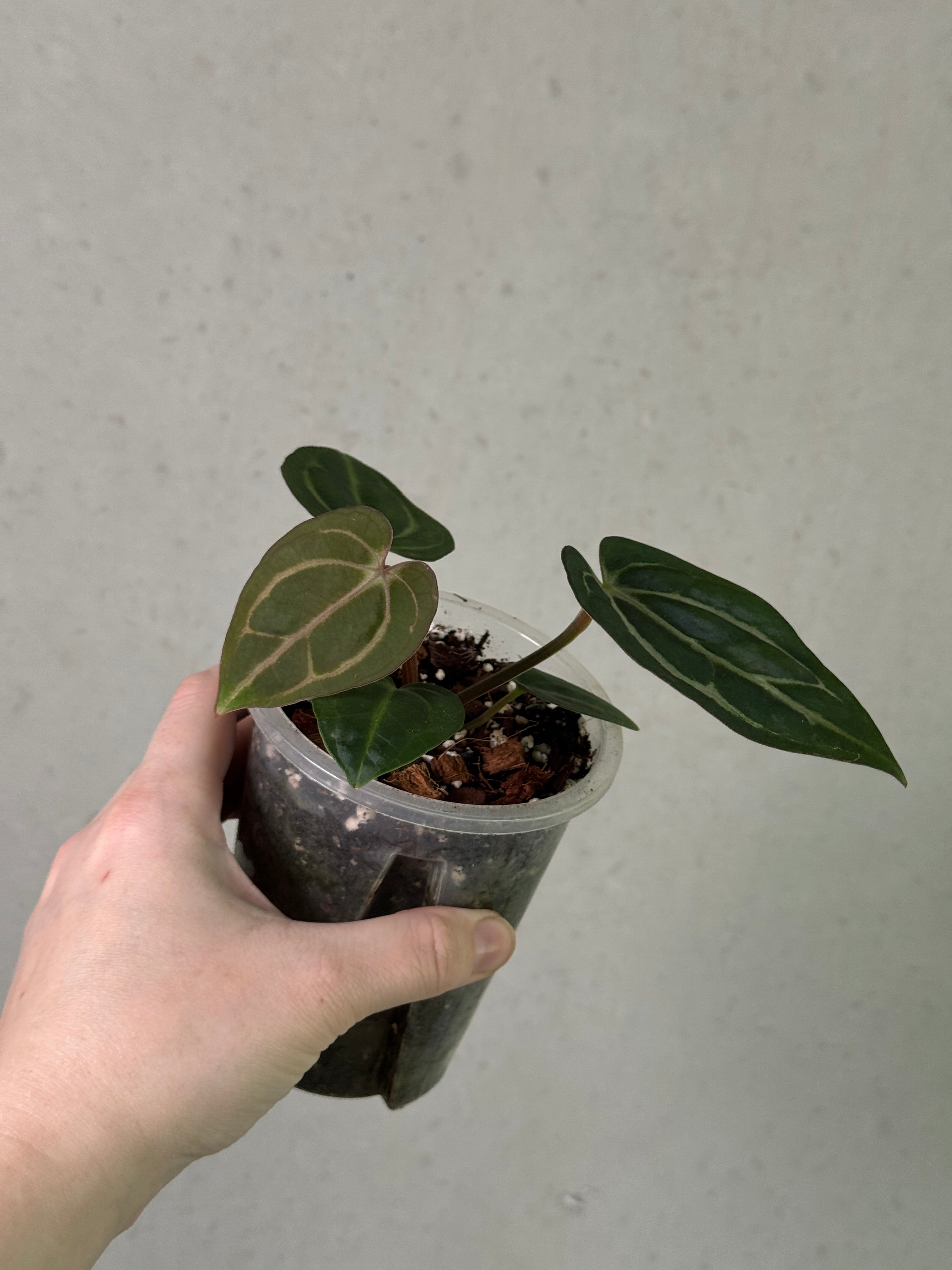 Anthurium Carlablackiae ex WU x RA10 plant from Crystallinaminum with dark green leaves and striking blackish flowers.