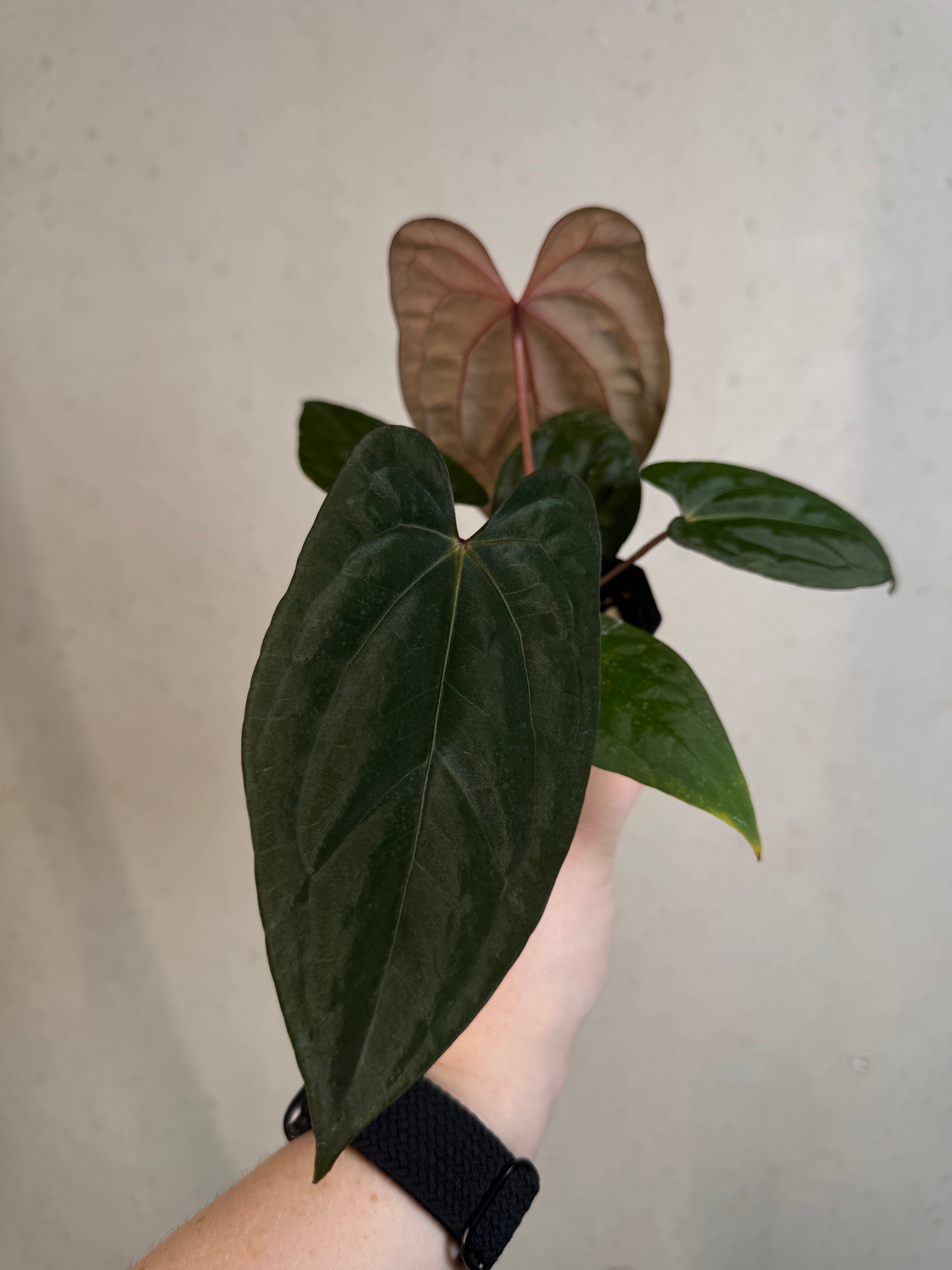 Anthurium ‘Sherpa’ (Dark Phoenix x RVDP) - Clone