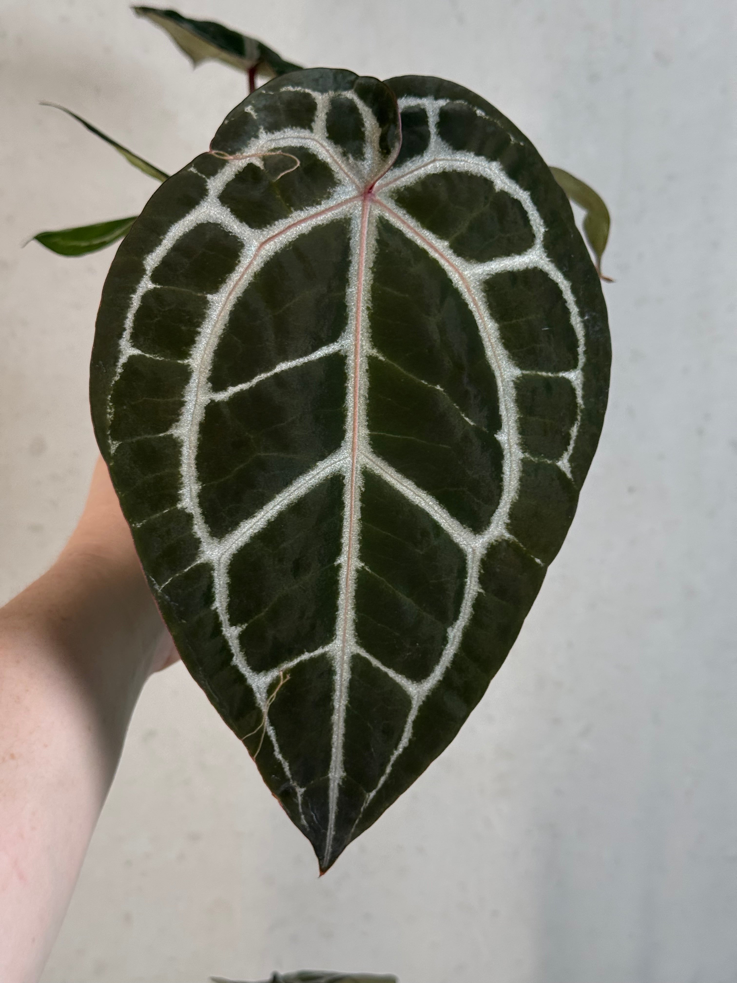Anthurium DocBlock Michelle