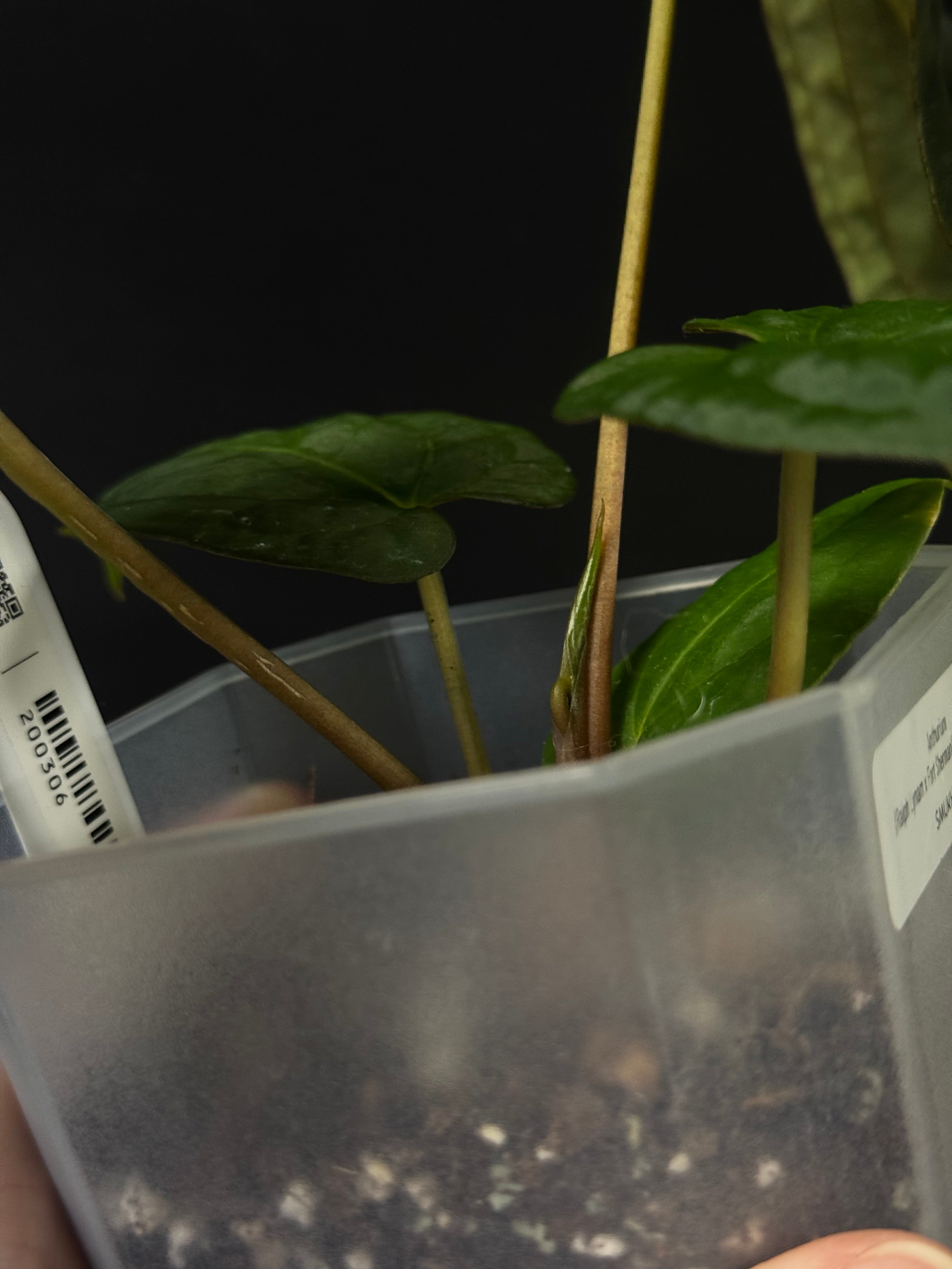 Anthurium RLxFS x Dark Phoenix