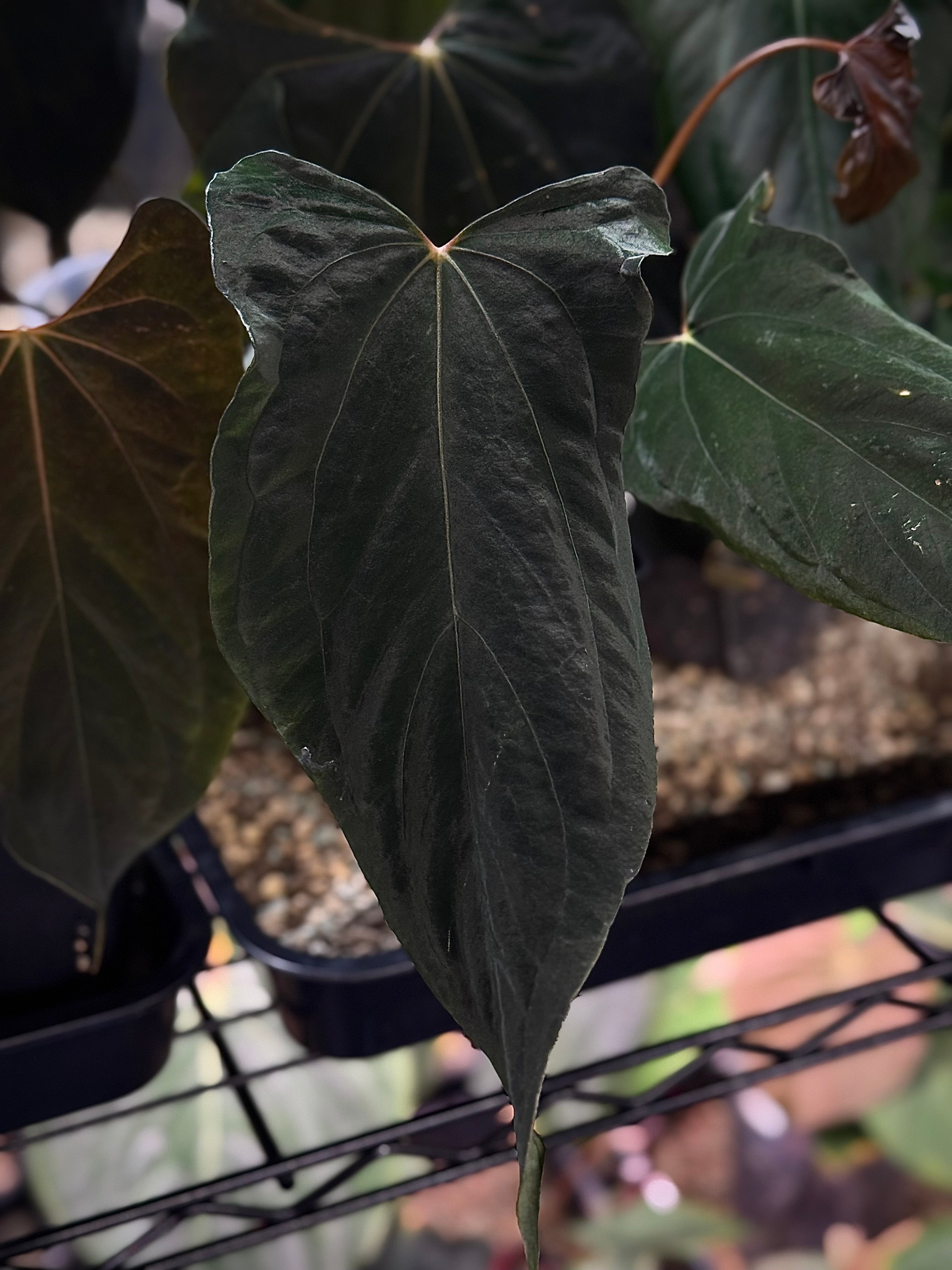 NFS: Anthurium RLxFS x (Ralph Lynam x self)