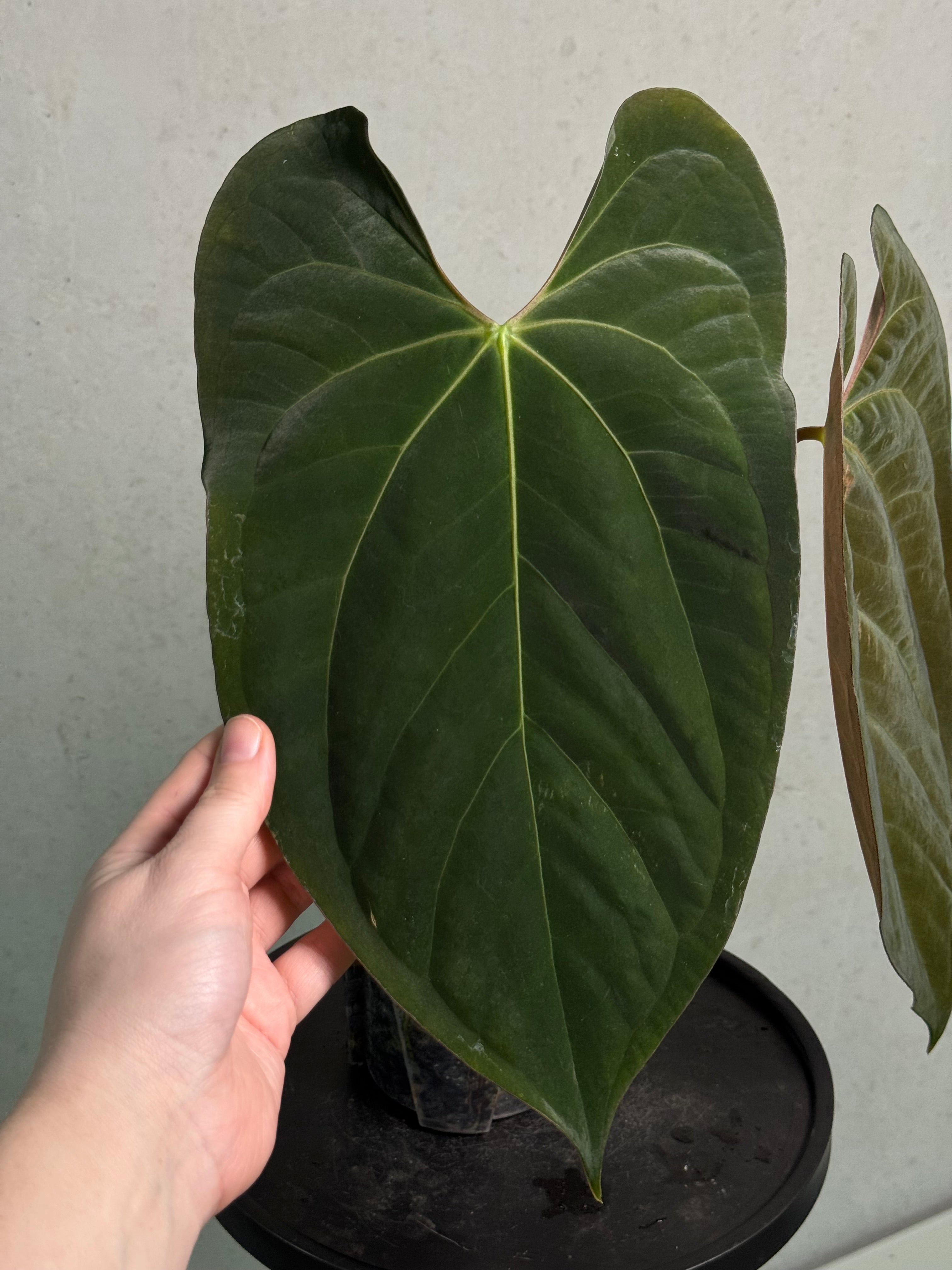 Anthurium Ace of Spades Dark Form x Papillilaminum 'Incurved lobes' - Clone - SMUKHI