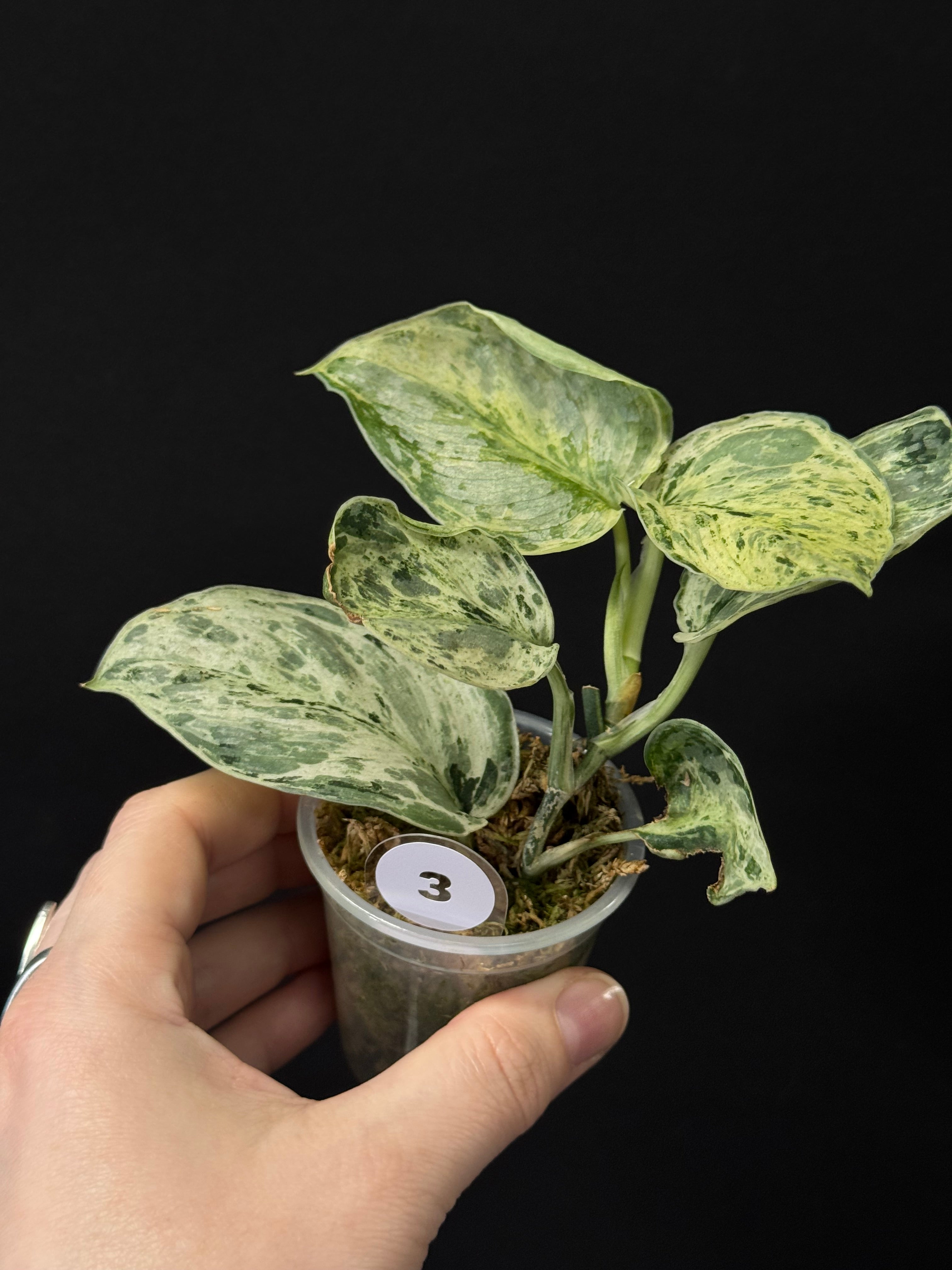 Scindapsus Peasun