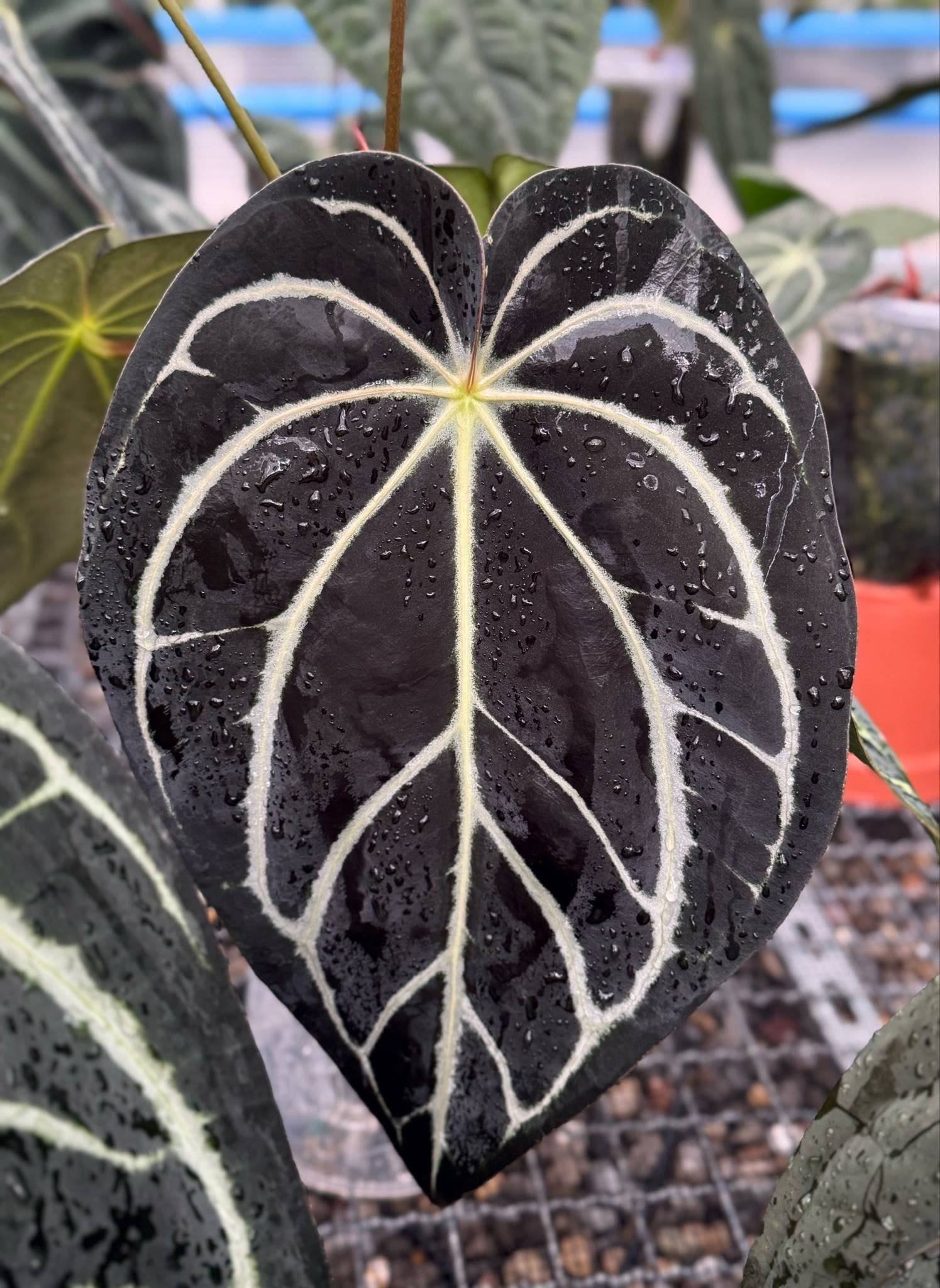 Anthurium Carlablackiae (RA5 x RA10) x ‘Carlita’ - SMUKHI