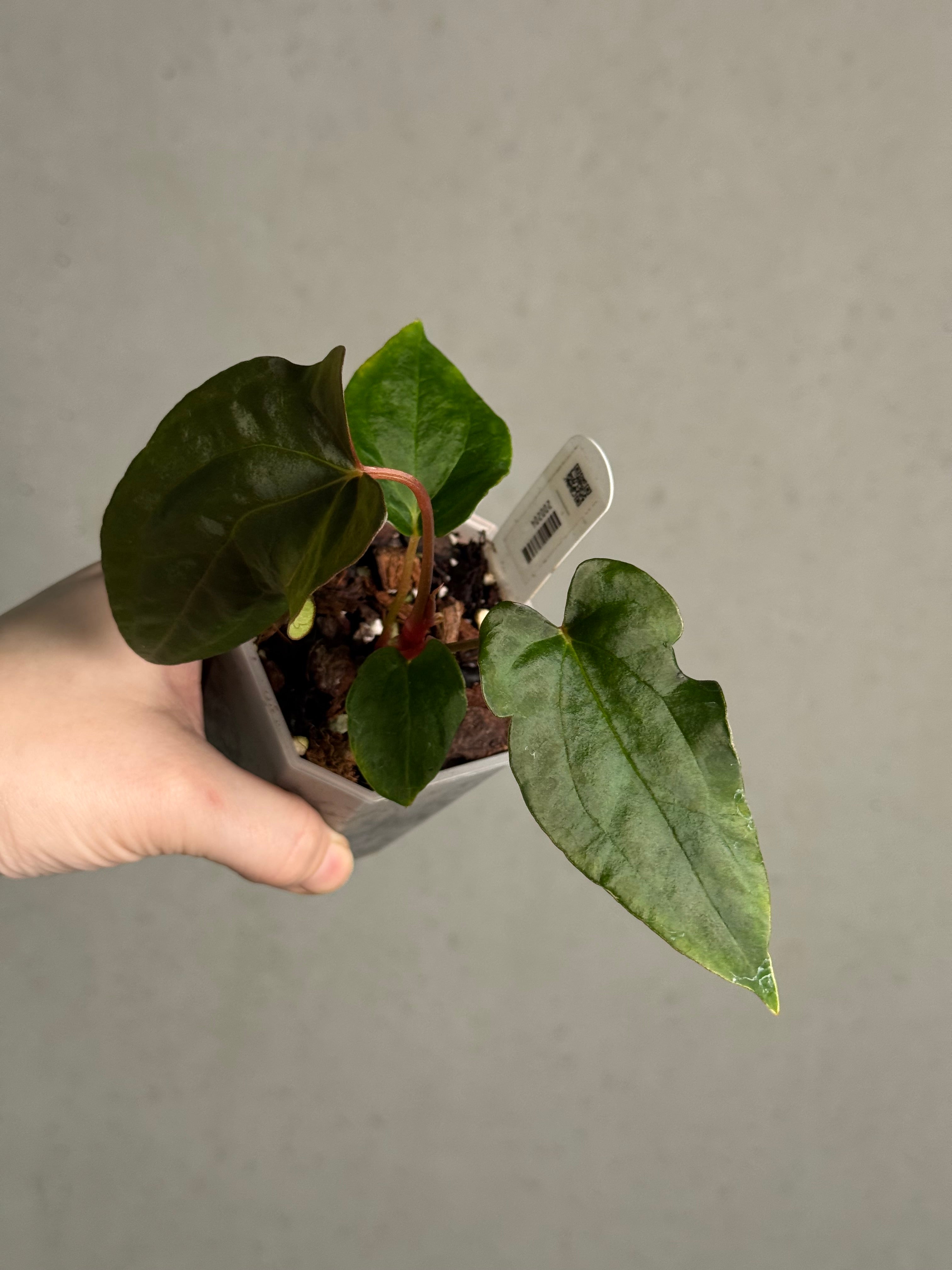 Anthurium Ralph Lynam x self - SMUKHI