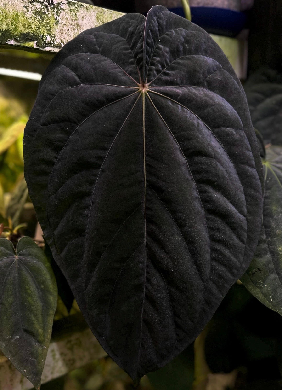 Anthurium Dressleri NSE 'Obsidian' plant with dark, glossy leaves and vibrant spathes, showcasing AABexotics' exotic plant variety.