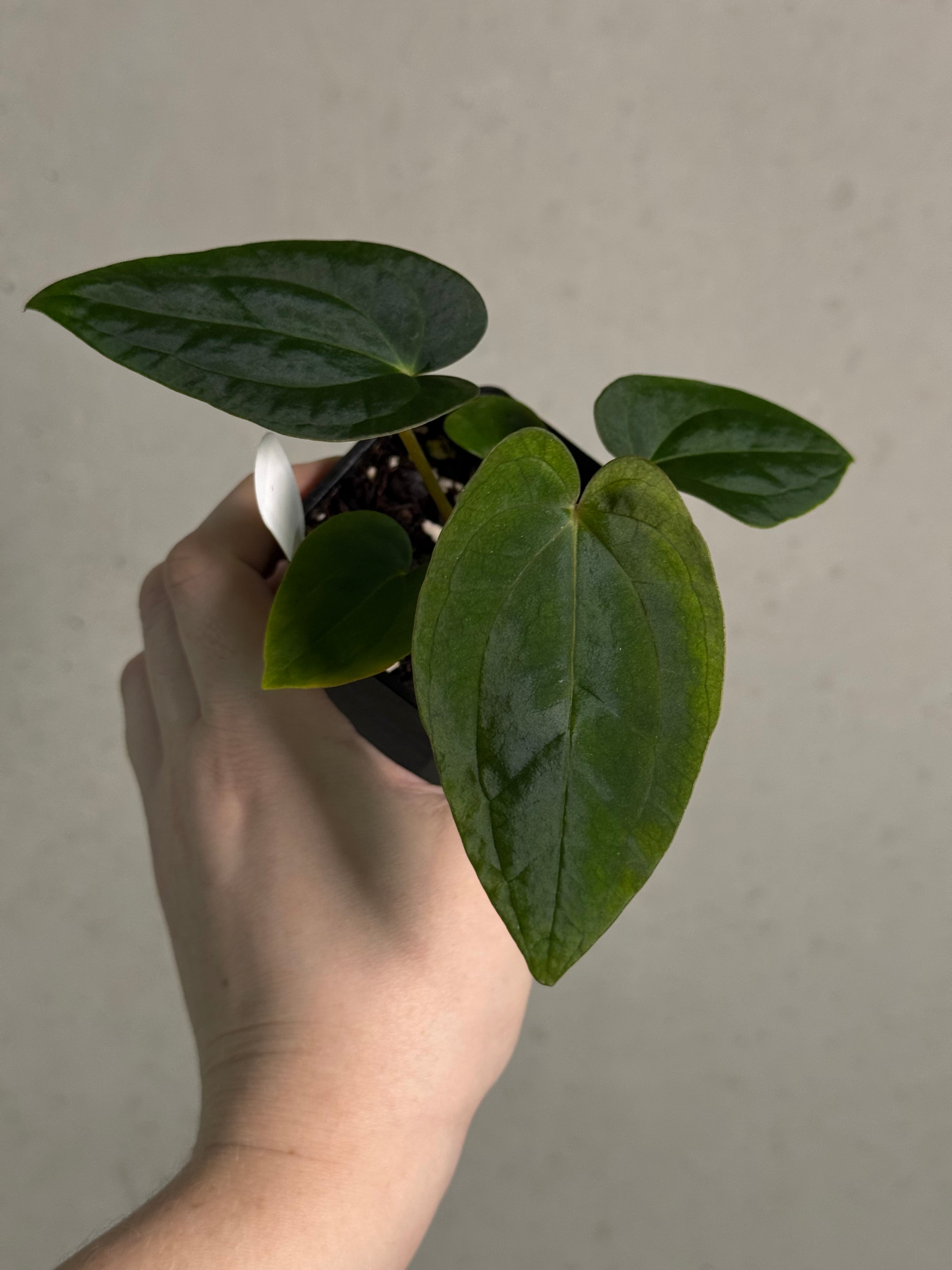 Anthurium Papillilaminum 'Guna Yala' x BVEP (‘Round’ x RA1)