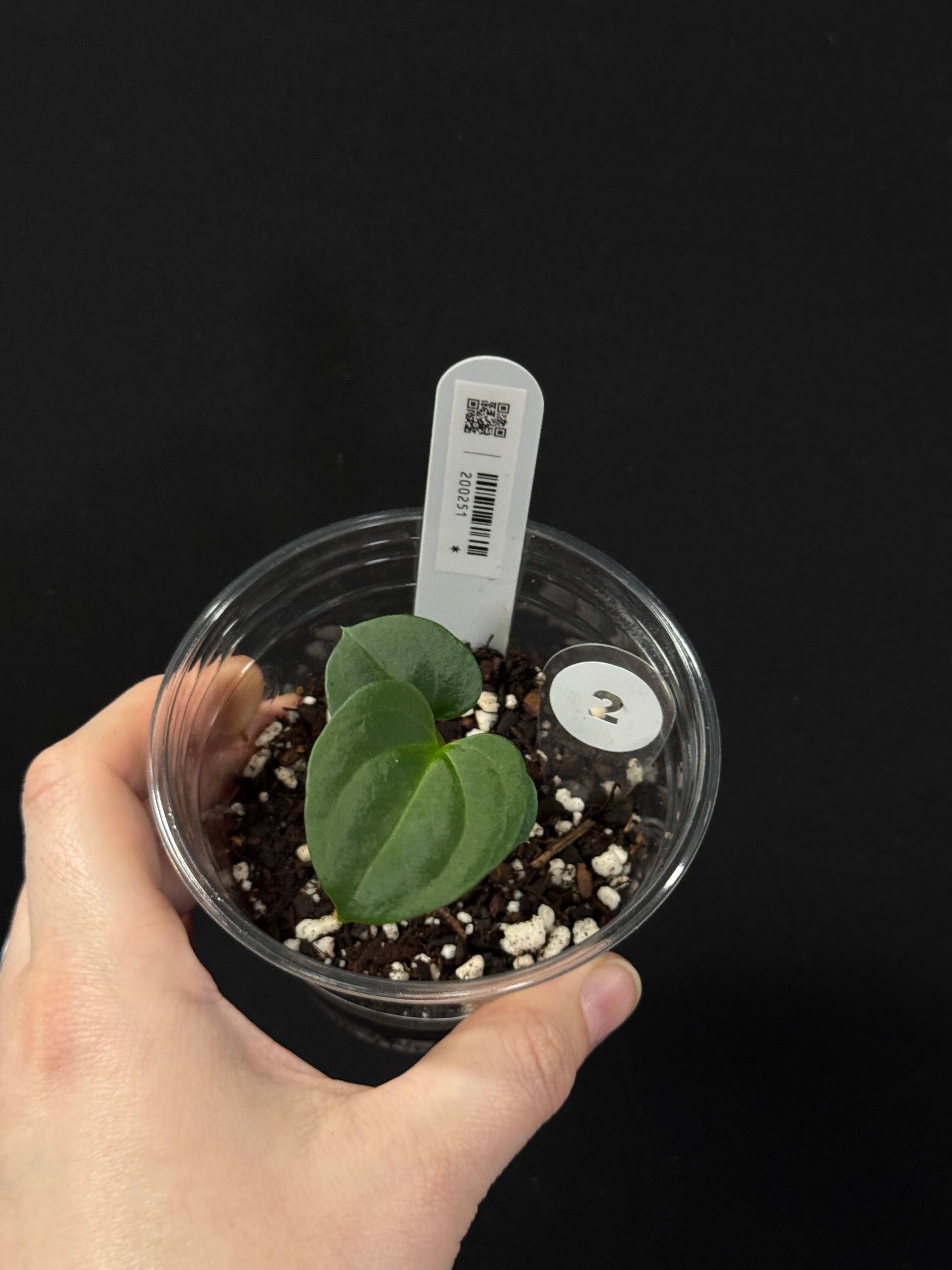 Anthurium Dark Phoenix x self