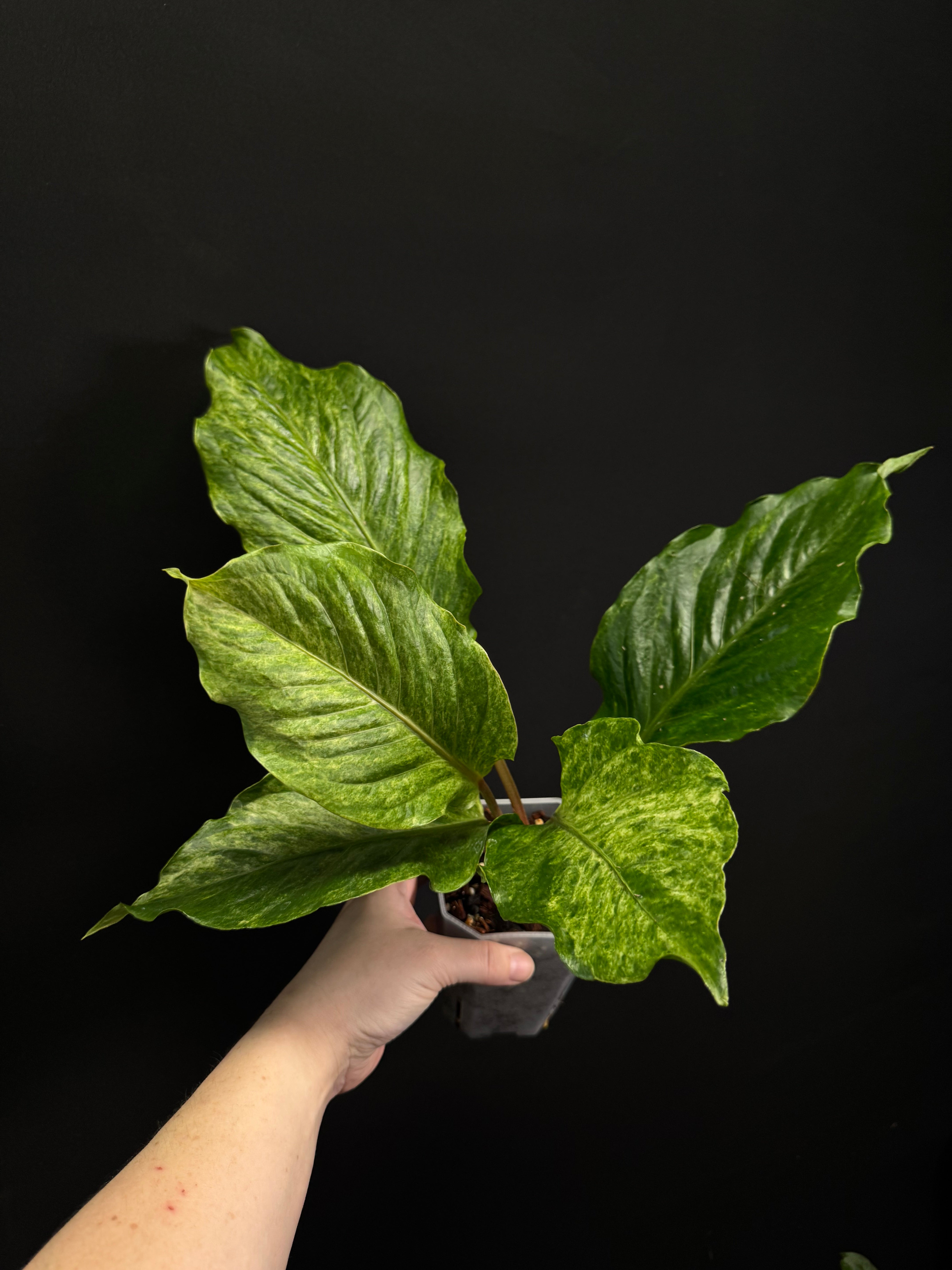 Anthurium Bonplandii Variegata