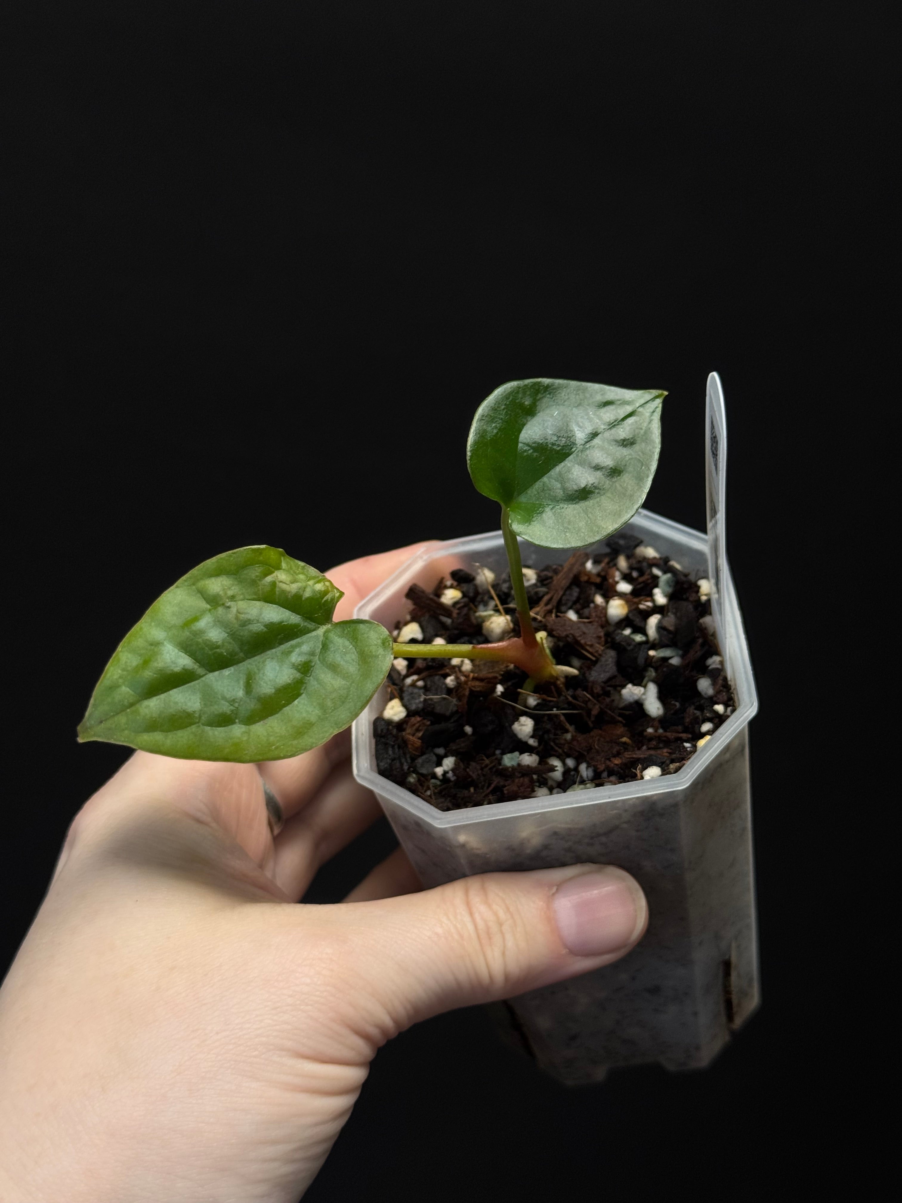 B-Grade/Sad Plants - Various Plants