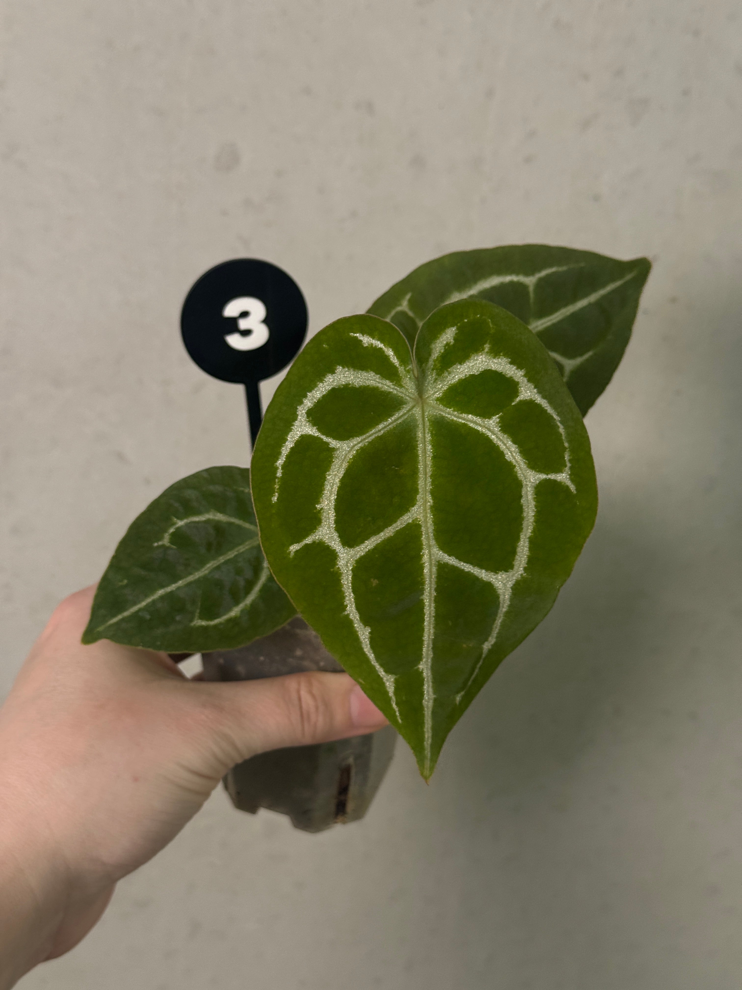 Anthurium Michelle x Forgetii