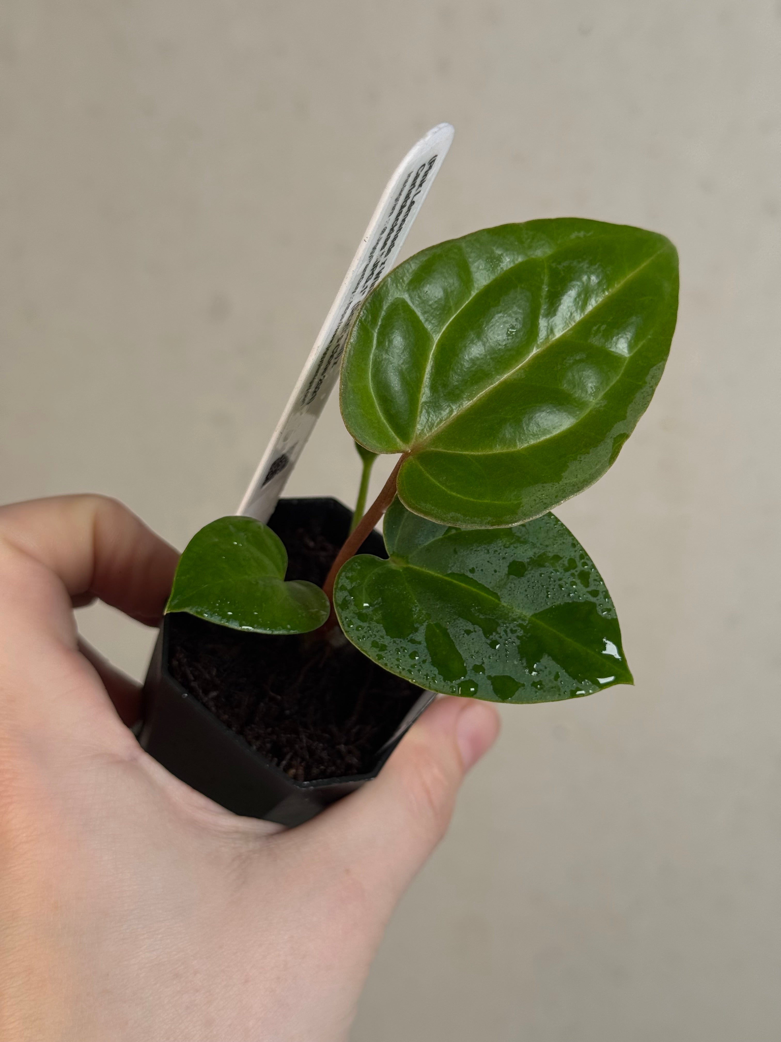 Anthurium (‘Pink Lemonade’ x Windy Dressleri) x Carlablackiae JPG.1