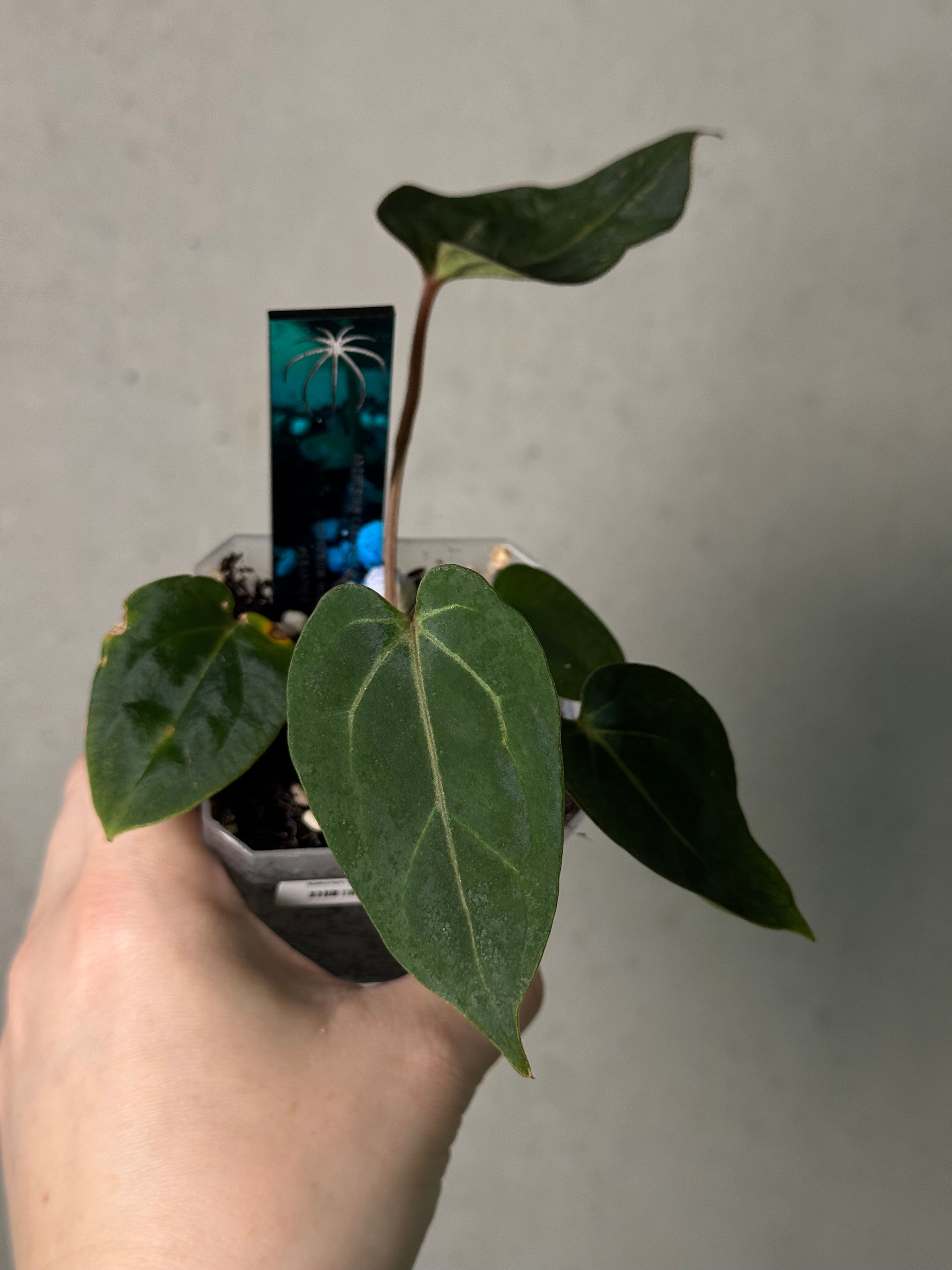 Anthurium Carlablackiae ('Round' x GPH-001) x Portillae 'Dorito'