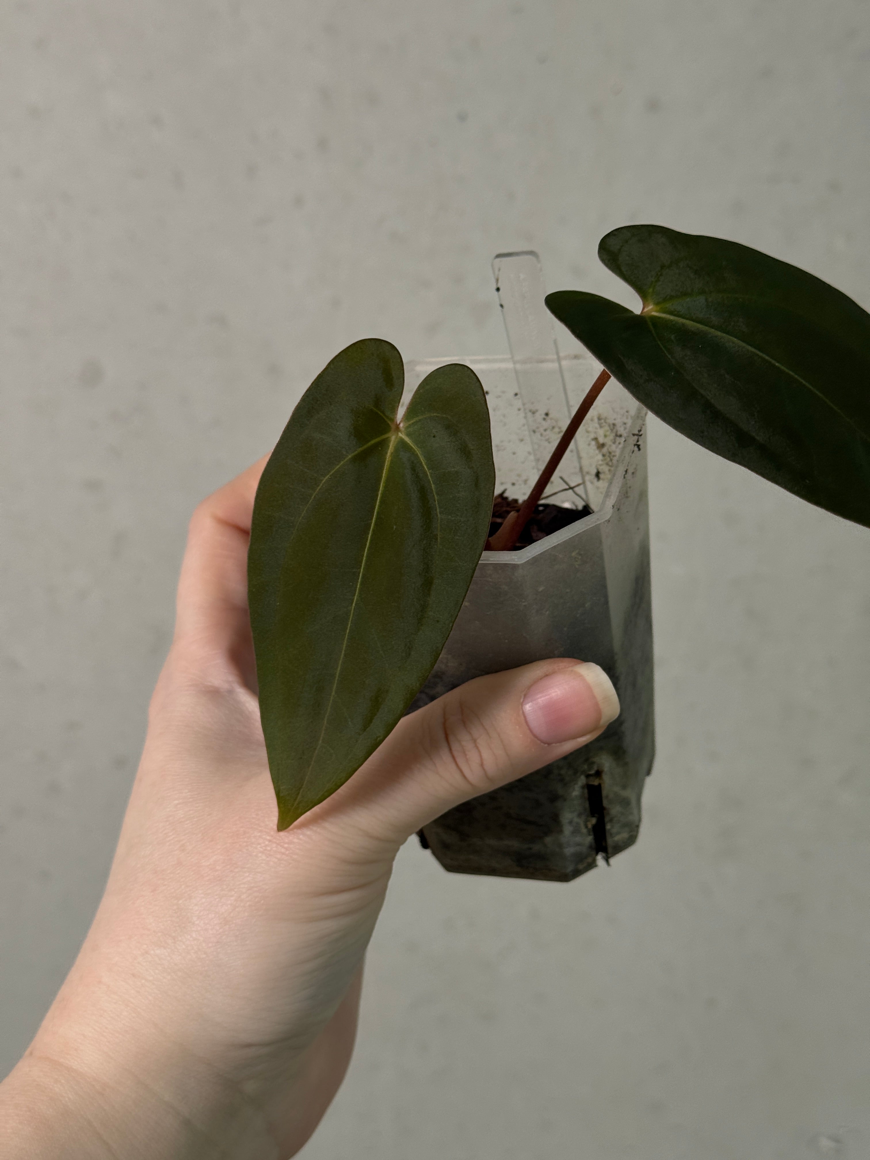 Anthurium Papillilaminum 'Lago Gatun' F1 - Clone