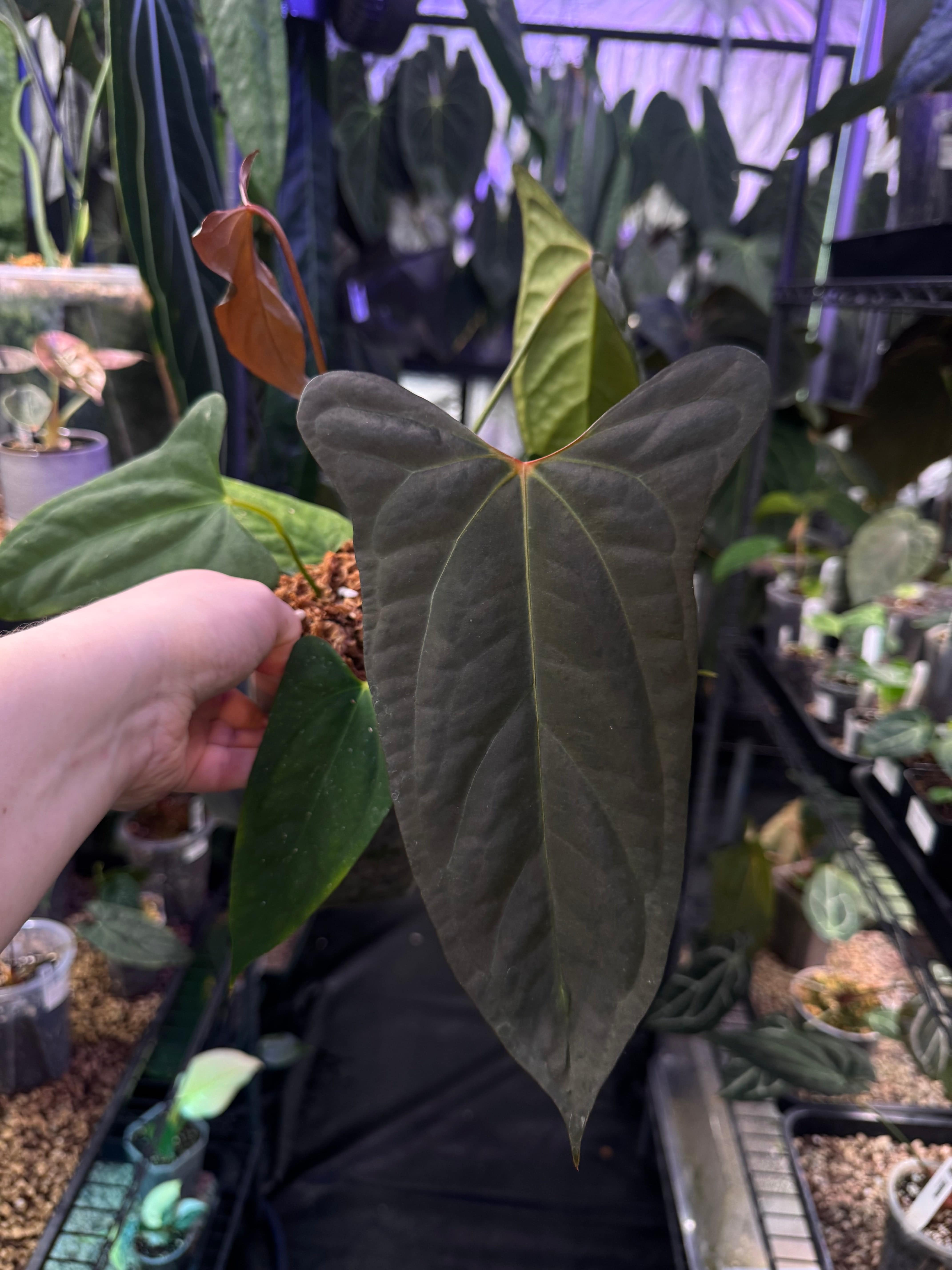 Anthurium Papillilaminum XOne x Indo Portillae - Clone - SMUKHI