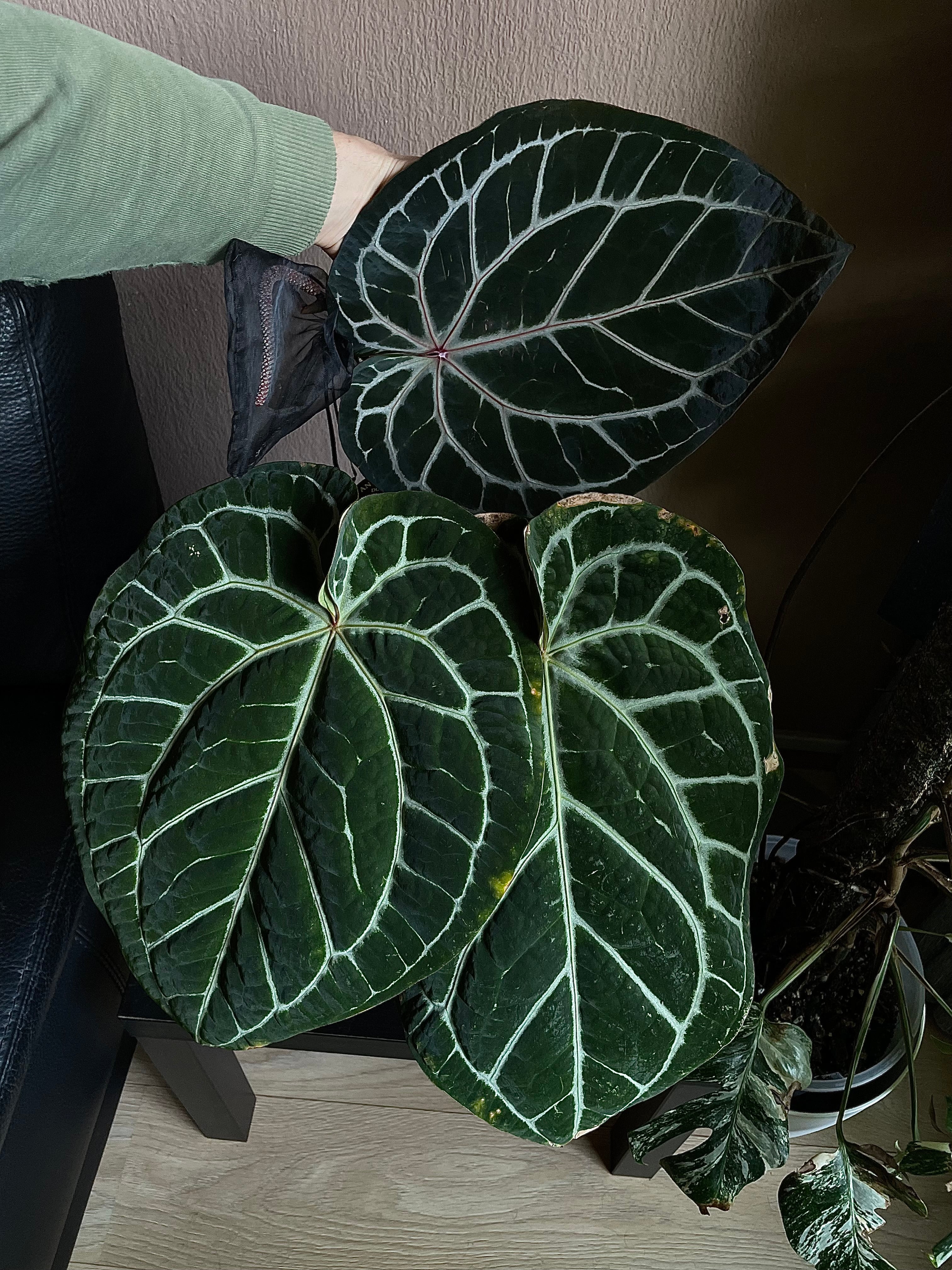 Anthurium Michelle x Luxurians