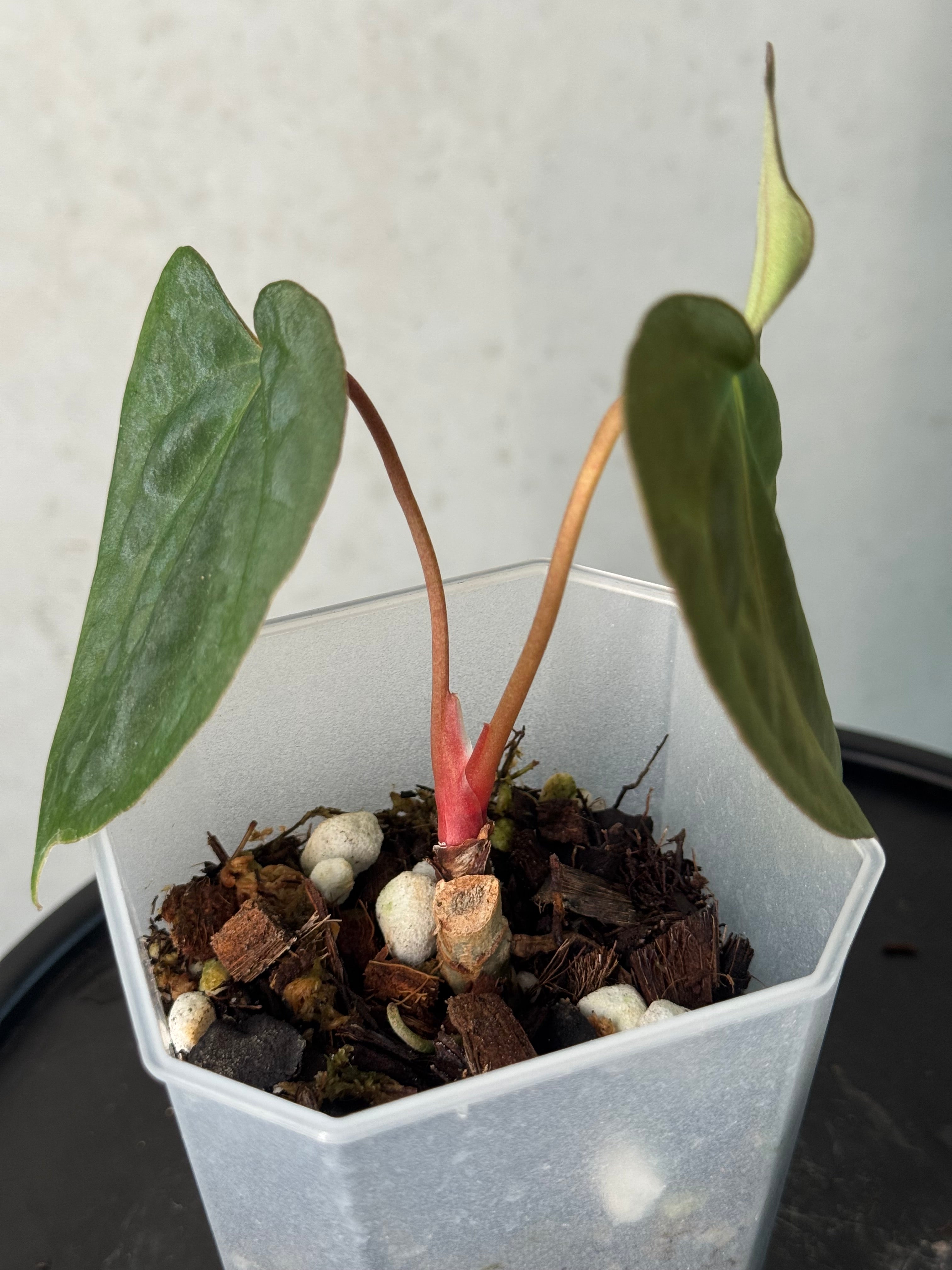 Anthurium FSxRL ‘Grim Reaper’ x Papillilaminum RA6 - Clone