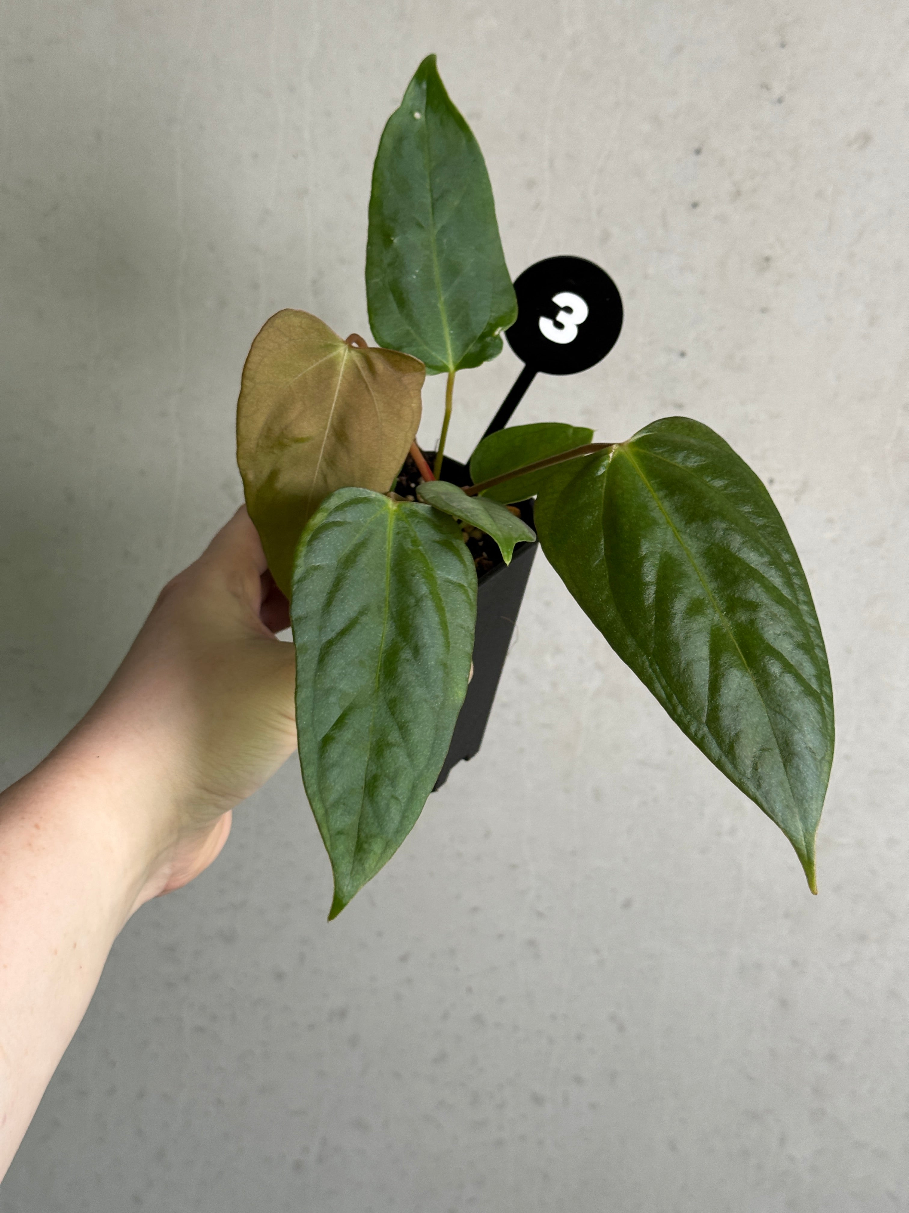 Anthurium plant with glossy green leaves and vibrant red flowers, a hybrid of 'Cobra' x Fort Sherman from SMUKHI.