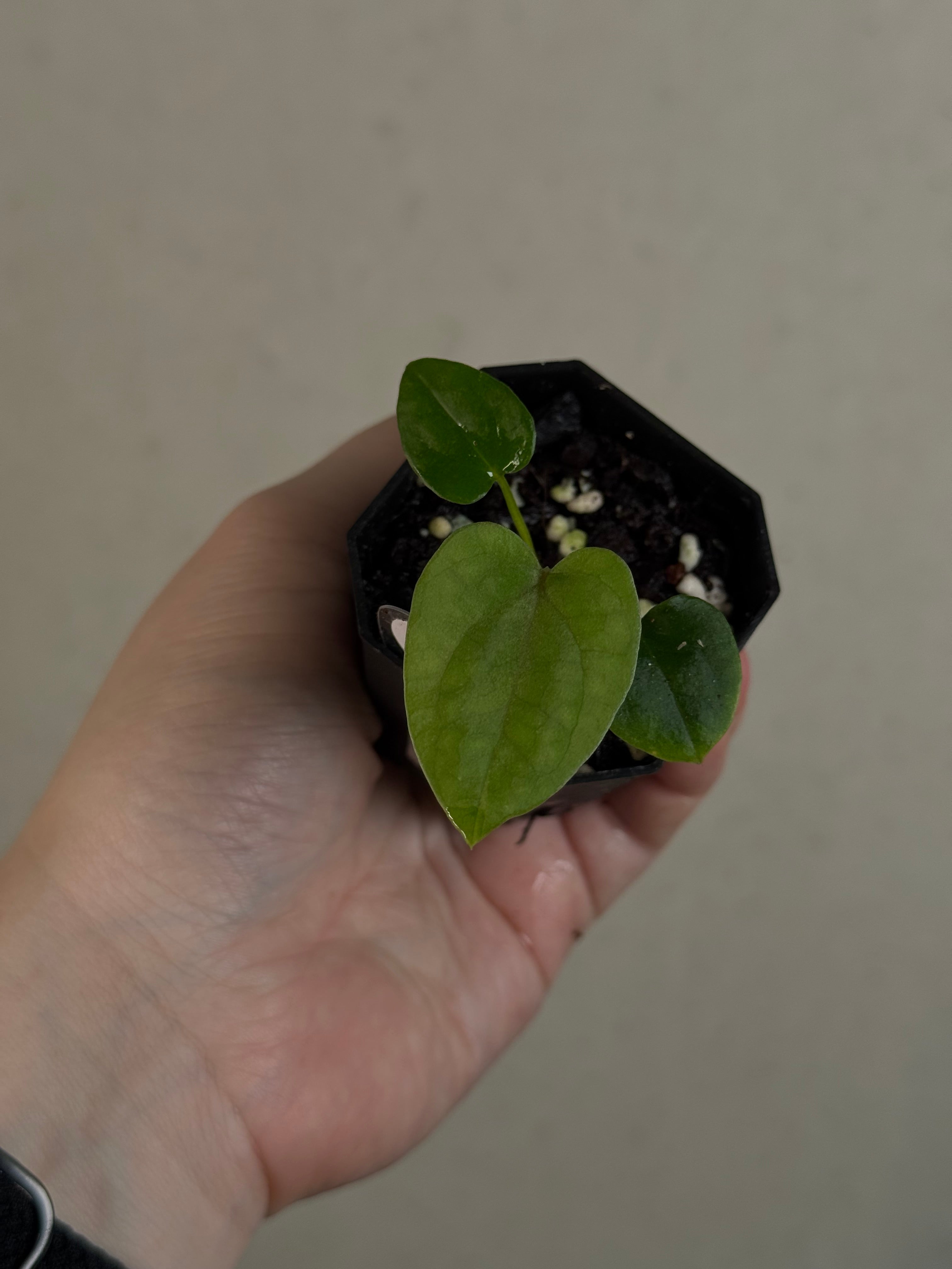Anthurium Dressleri NSE 'Obsidian' x (Black x F2)