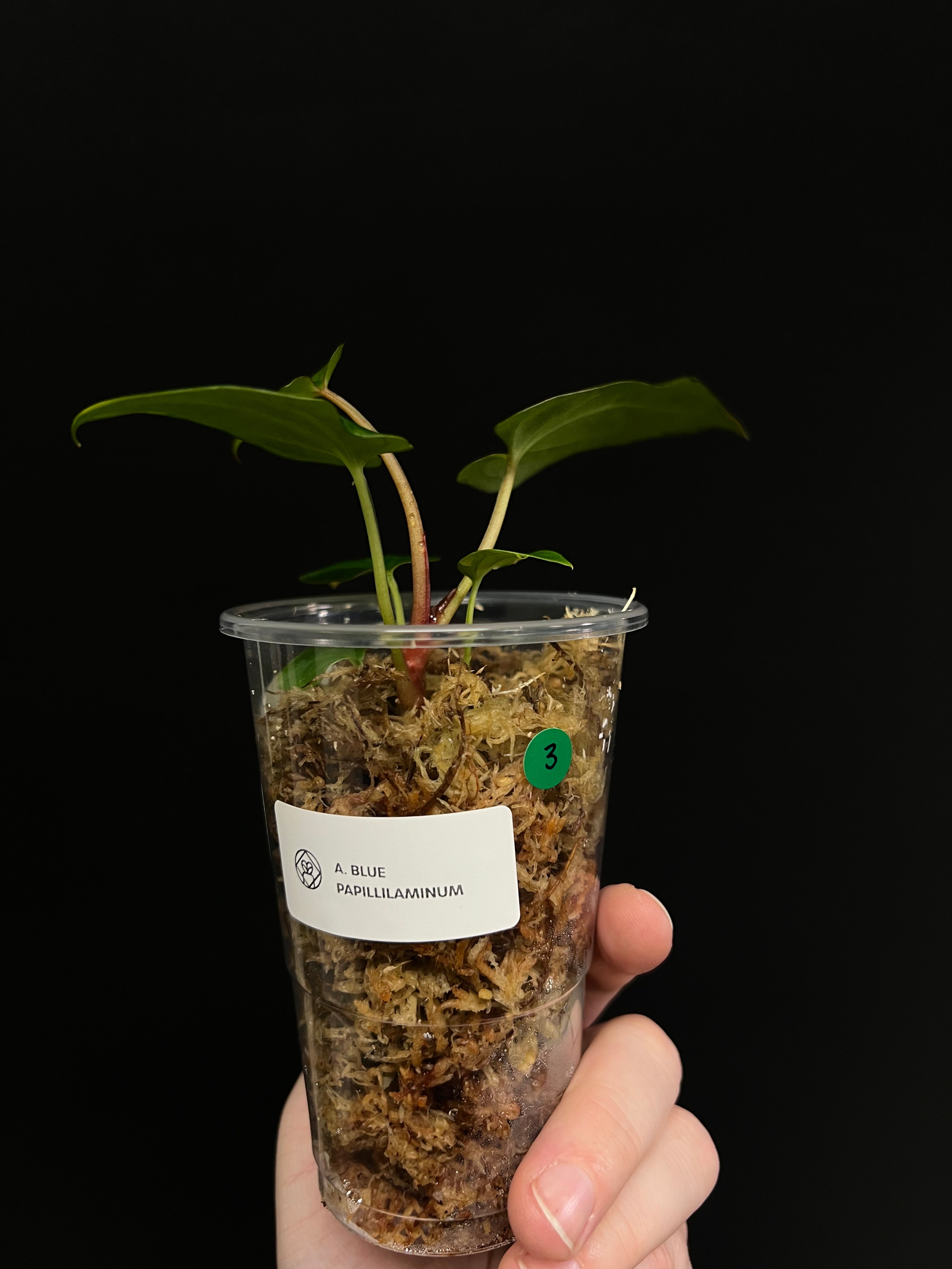 Anthurium Blue Papillilaminum